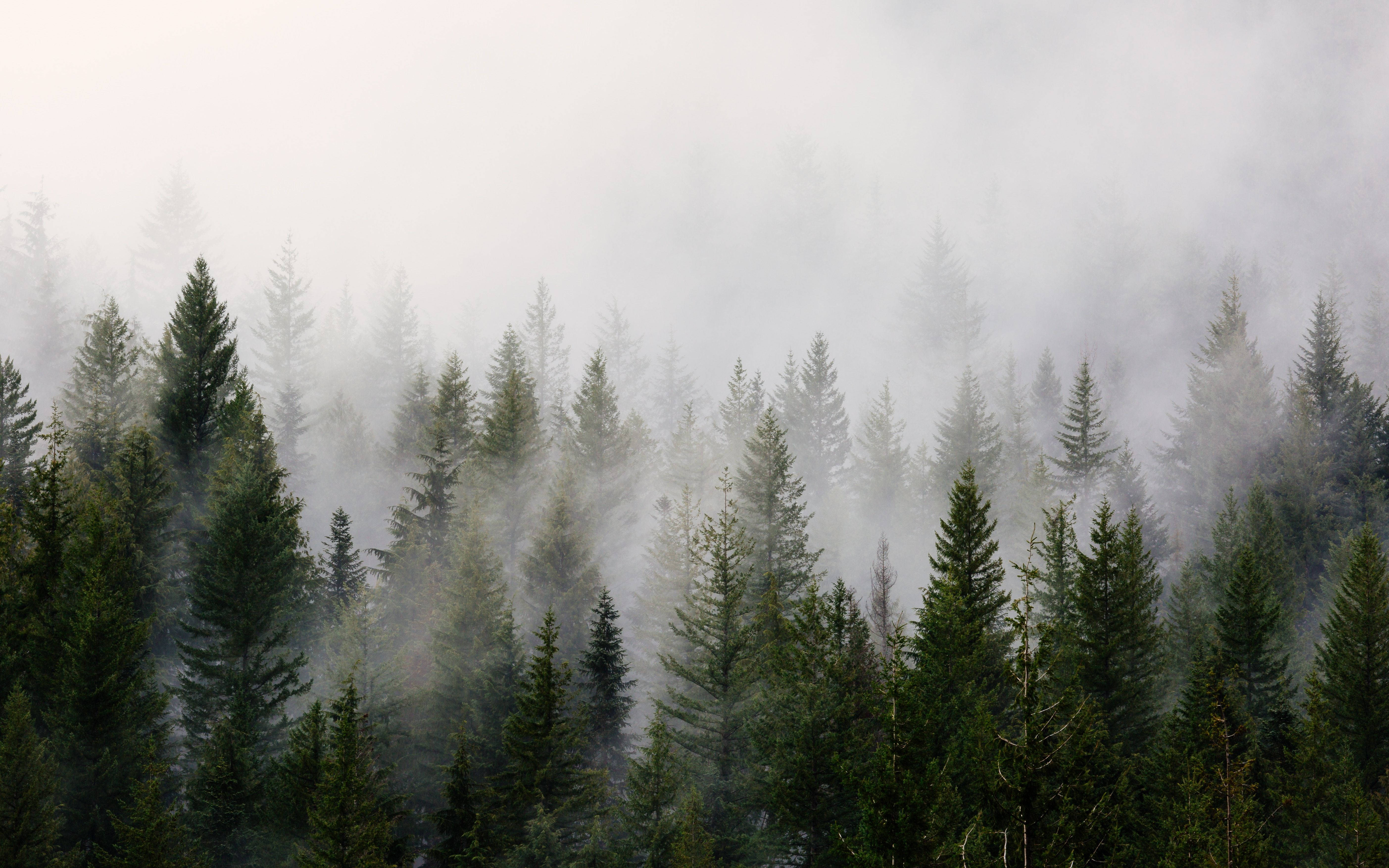 Kylmä metsätausta Taustakuvat