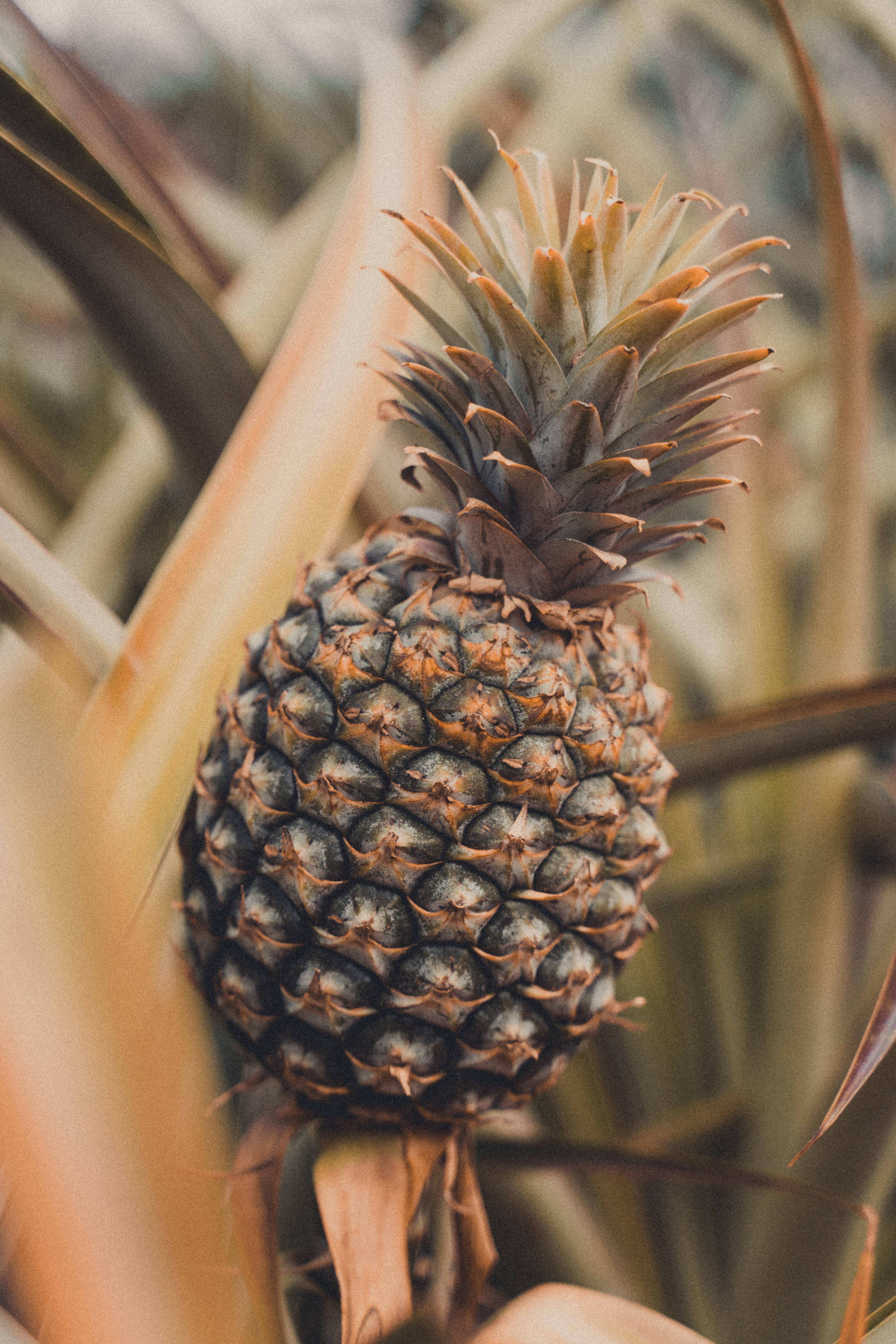 Kypsä ananas tropiikissa Taustakuvat