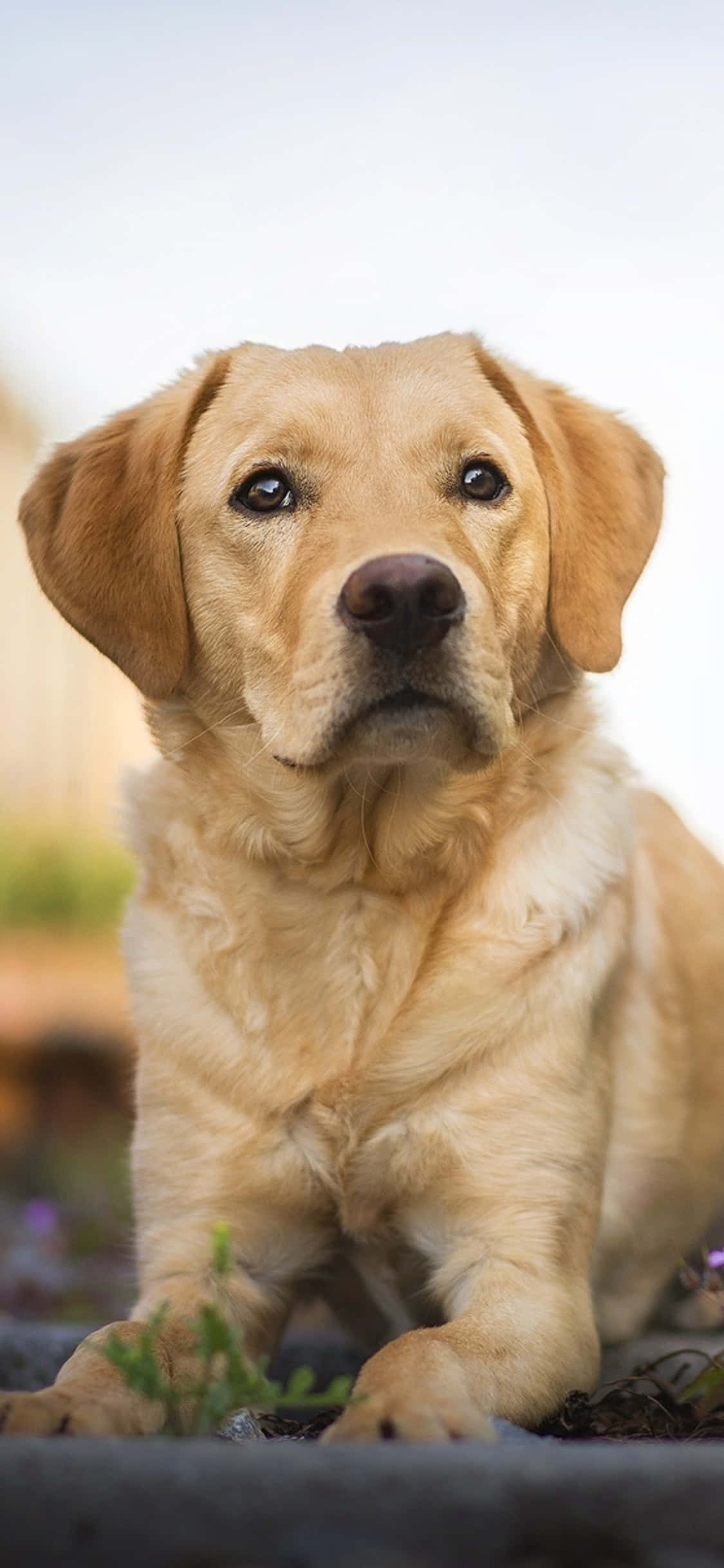 Labradorinnoutajataustakuva Taustakuvat
