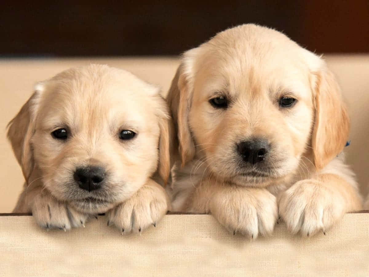 Labradorinnoutajan suloinen koirankuva Taustakuvat