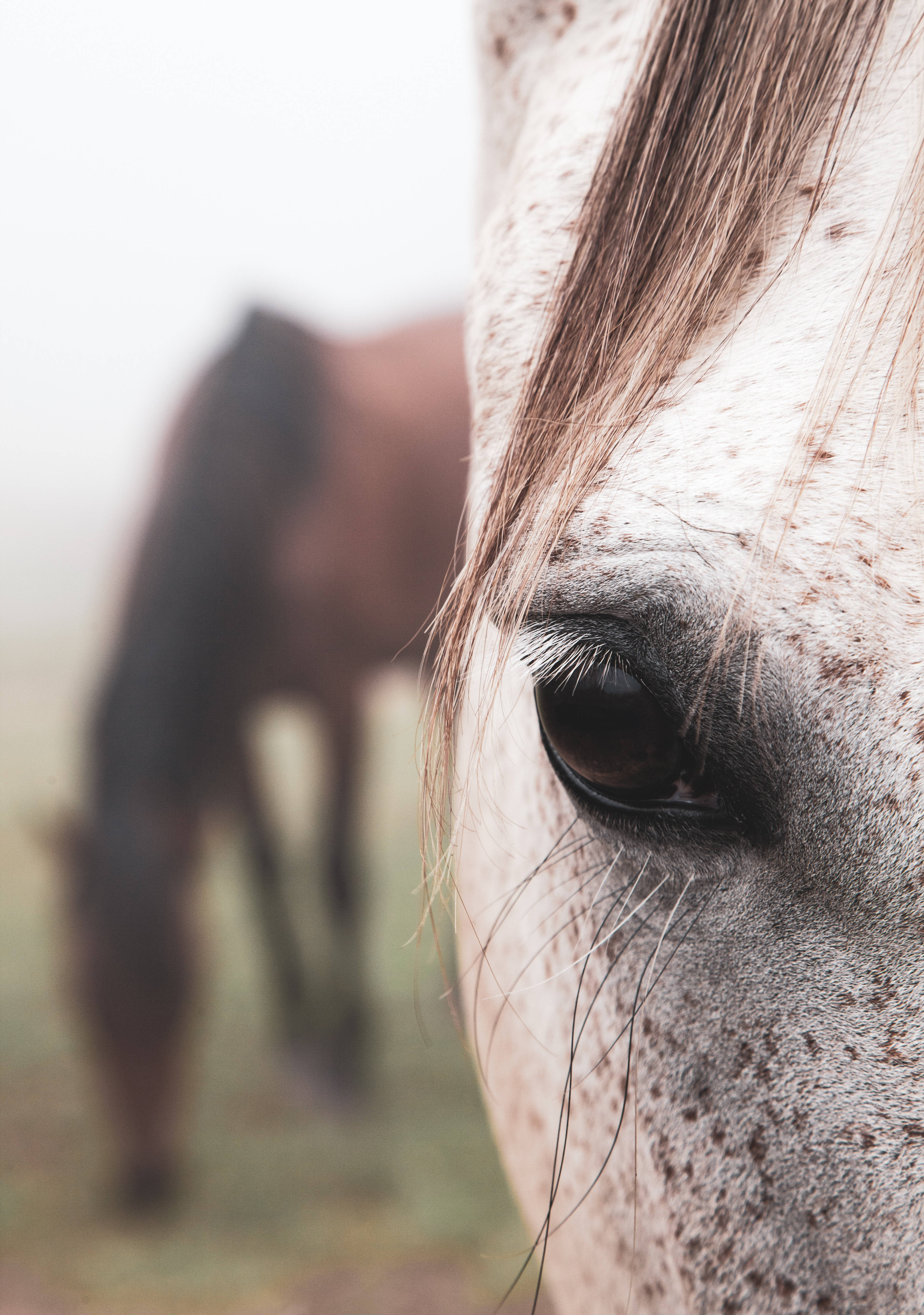 Lähikuva appaloosa-hevosen intensiivisestä ruskeasta silmästä Taustakuvat