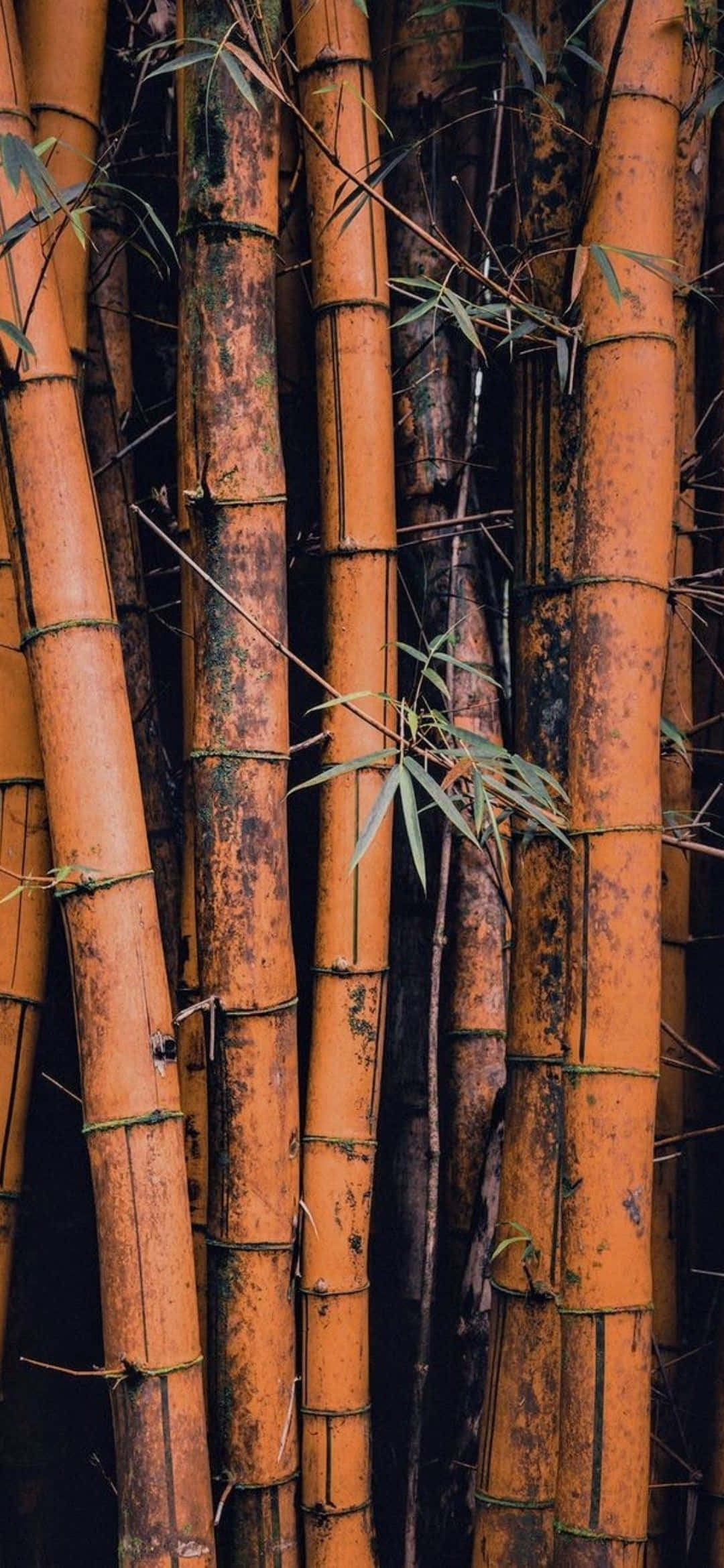 lähikuva bambupuista Taustakuvat