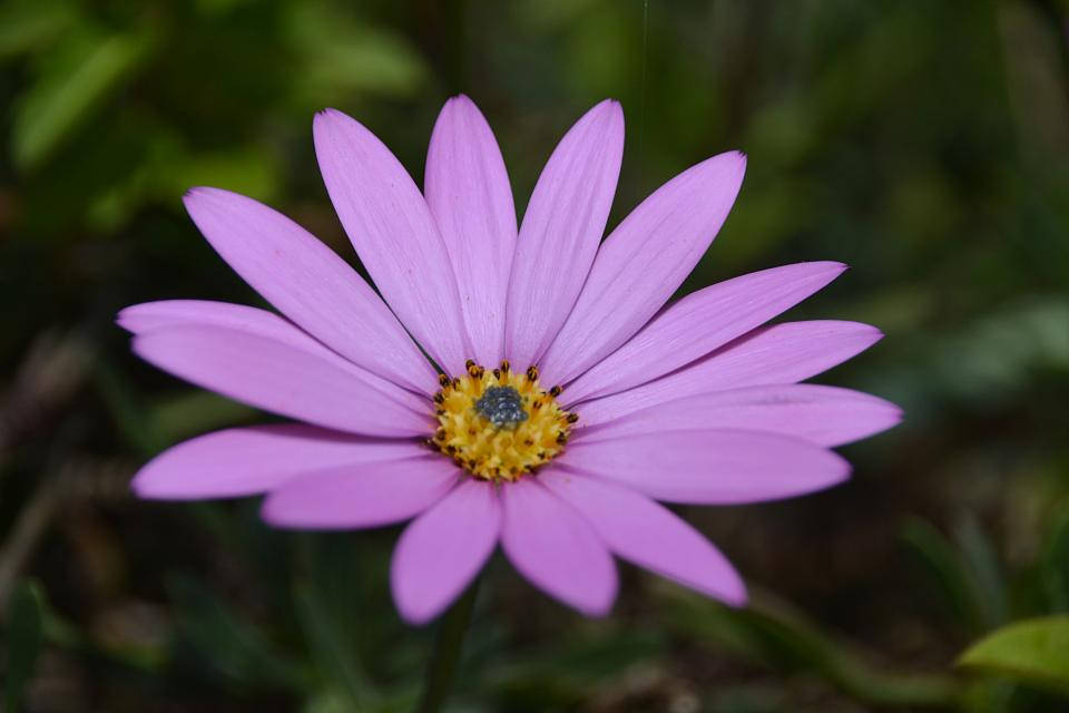 Laventelin sävyinen estetiikkakuvakkeinen päivänkakkara violetissa Taustakuvat
