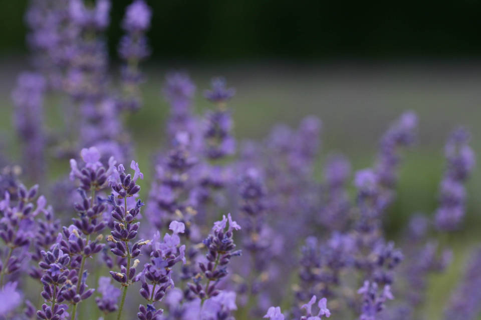 Laventelin violettien nuppujen estetiikka Taustakuvat
