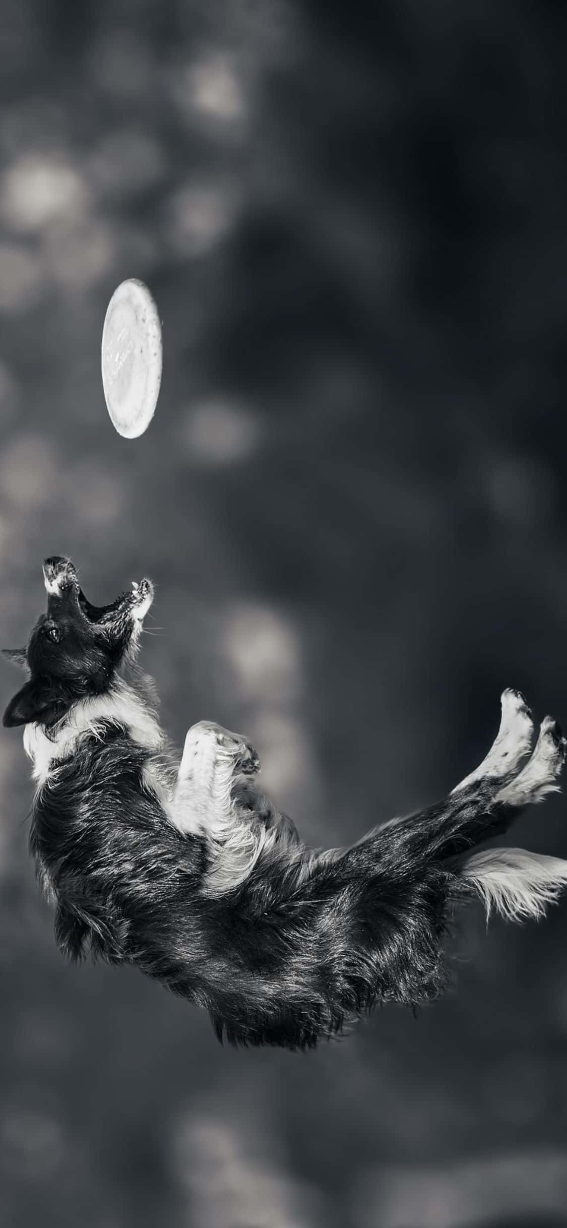 Leiki ystäviesi kanssa tällä iPhone Xs Frisbeellä Taustakuvat
