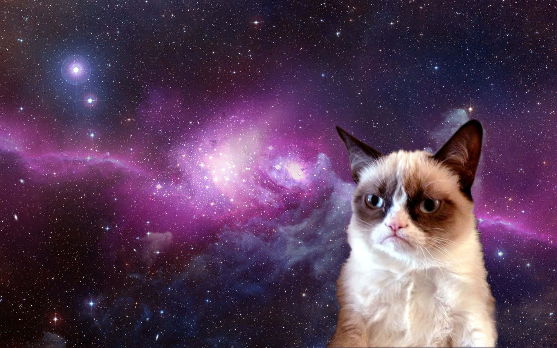 Leikkisä Grumpy Cat esittelee tavallista ärtynyttä ilmettään Taustakuvat