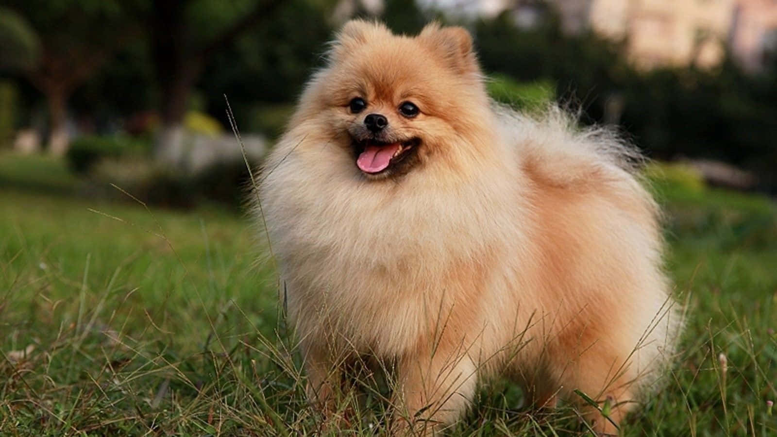 Leikkivä Pomeranian-pentu kuvia Taustakuvat