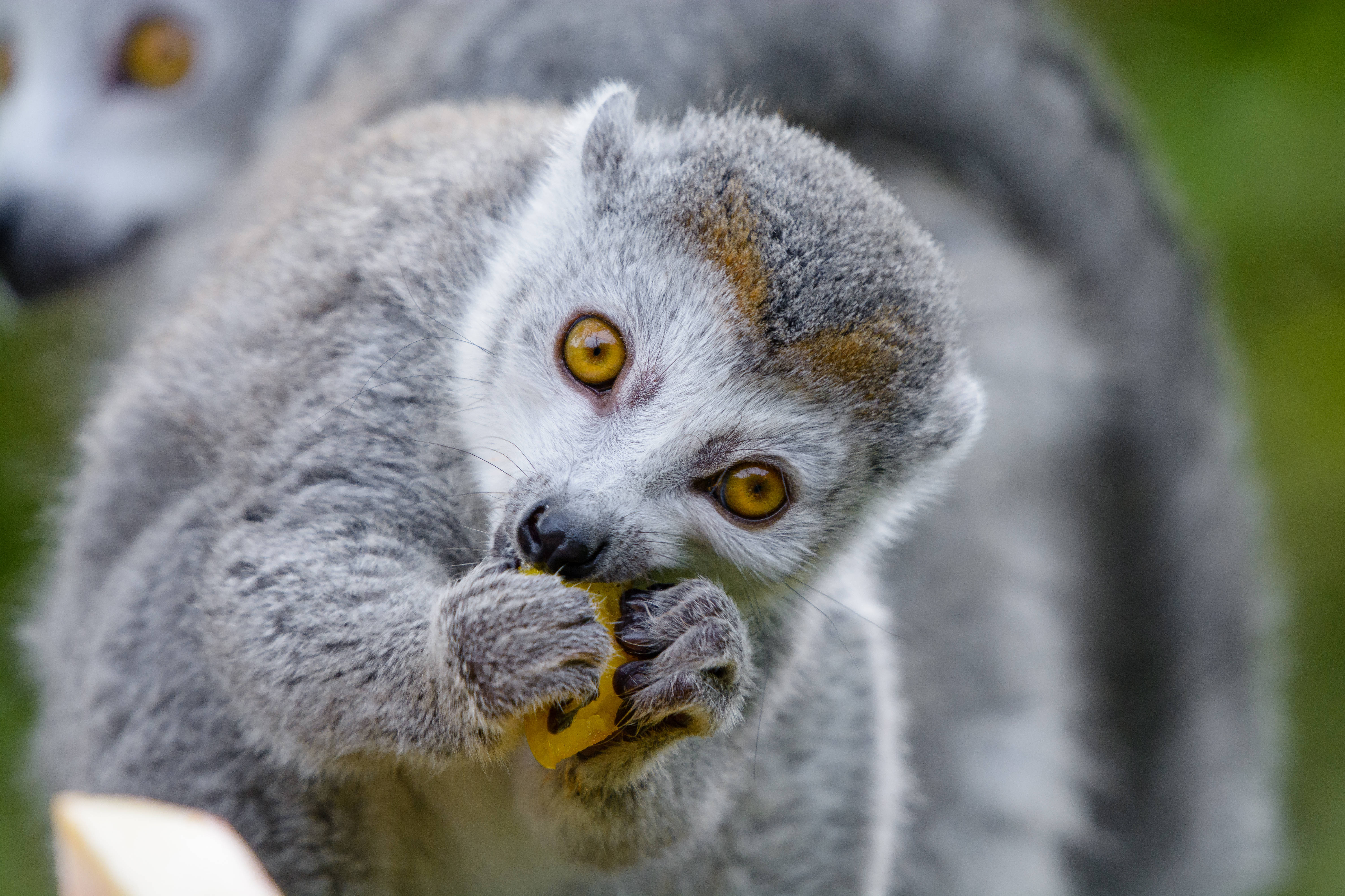 Lemuri Syö Ruokaa Taustakuvat