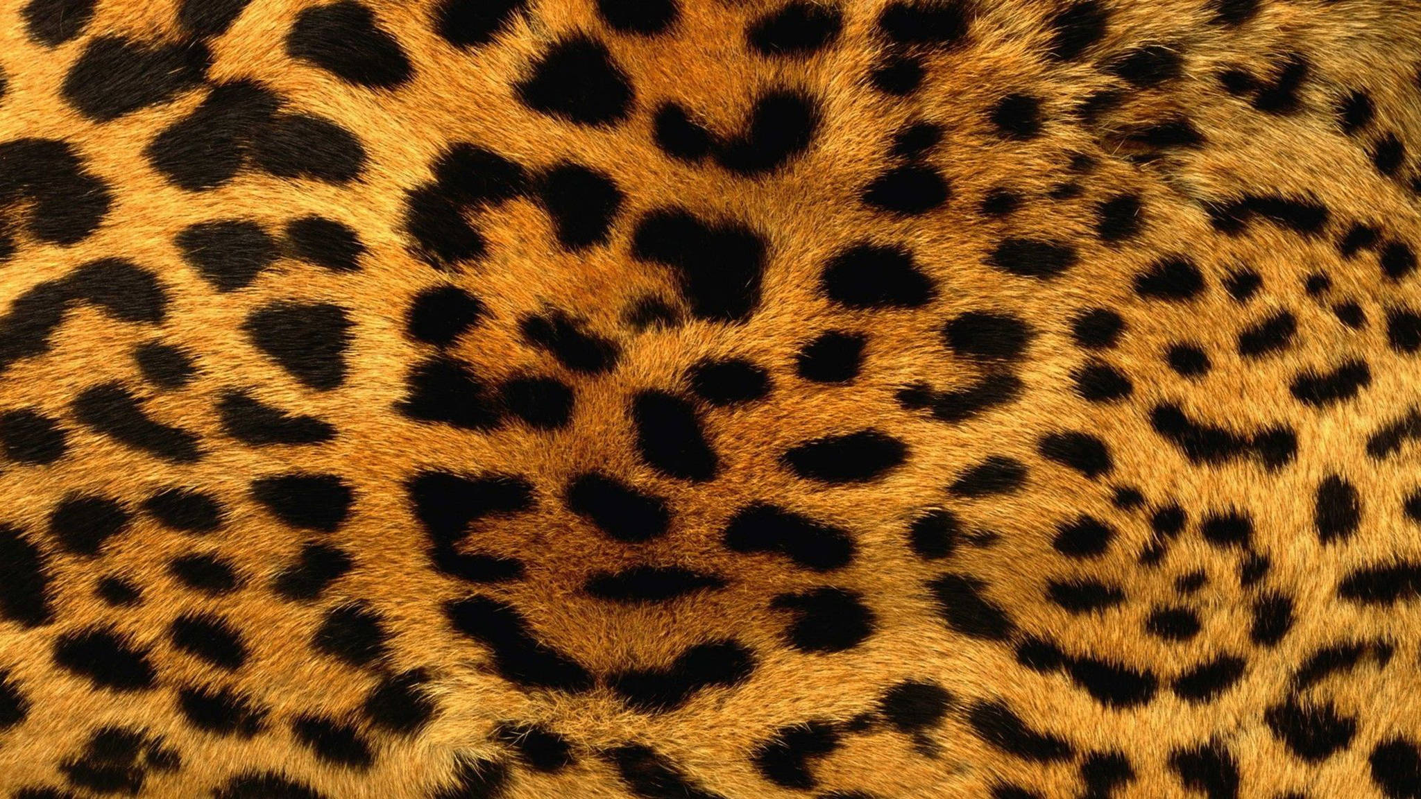 Leopardin tyylikäs kuvio Taustakuvat