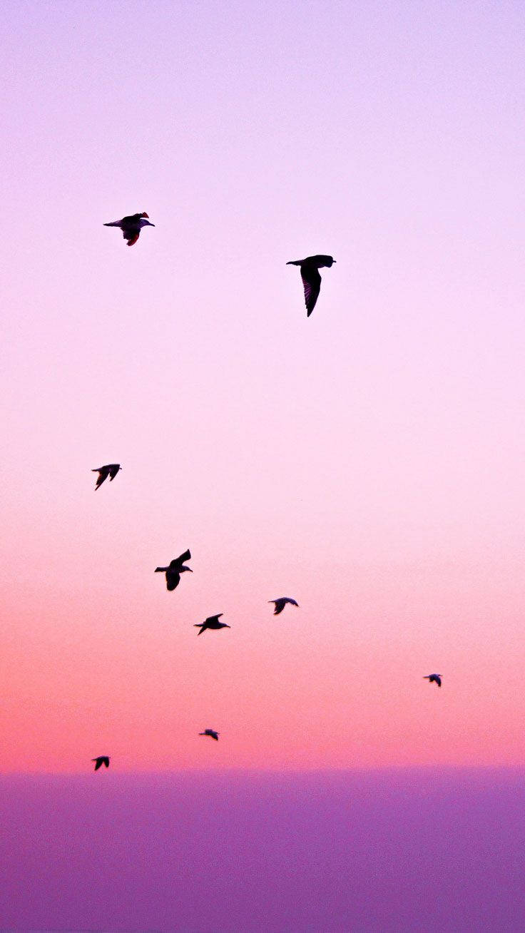 Lintujen siluetteja auringonlaskussa iPhone-taustakuva