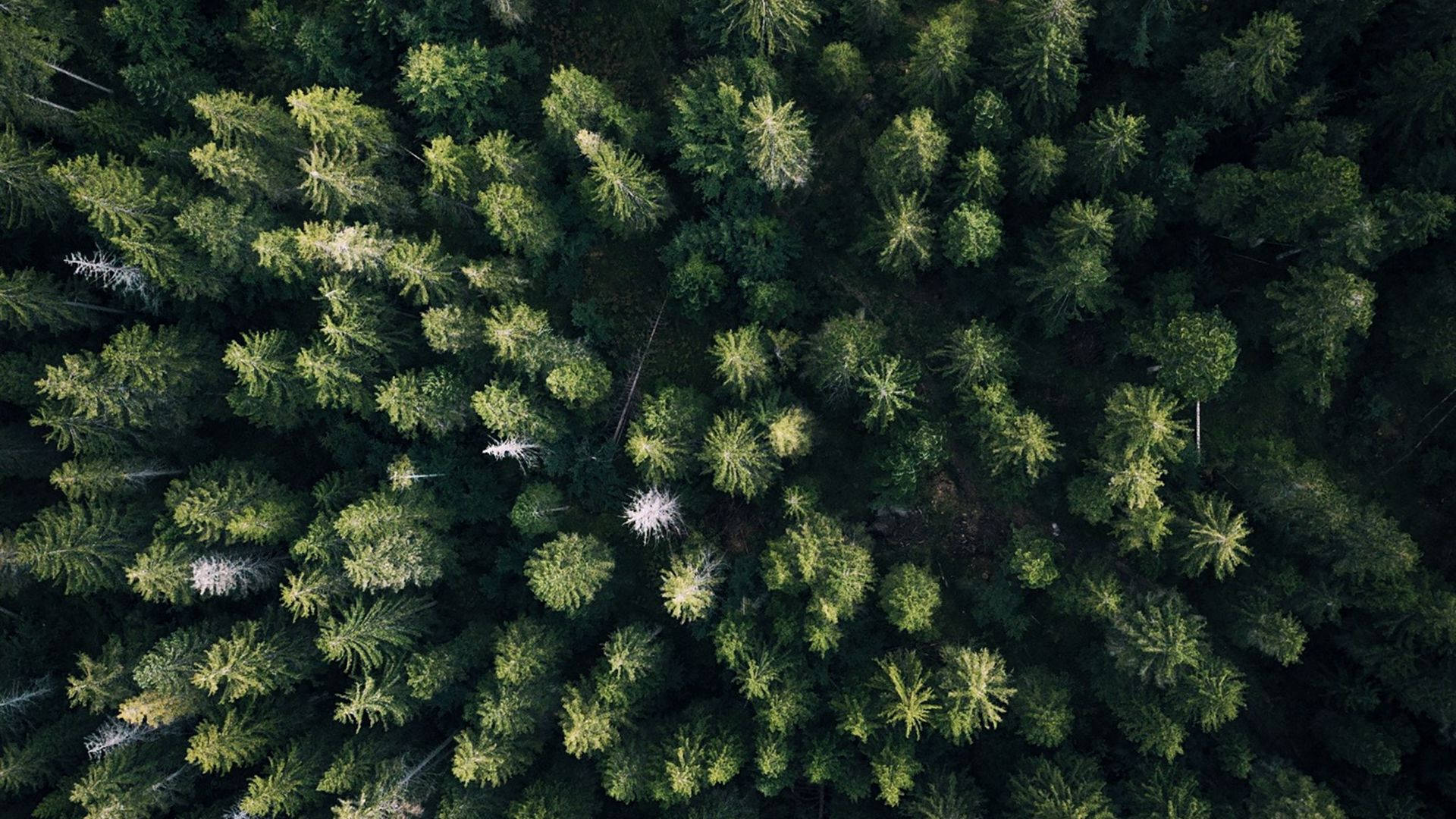 Lintuperspektiivinen metsänäkymä Taustakuvat