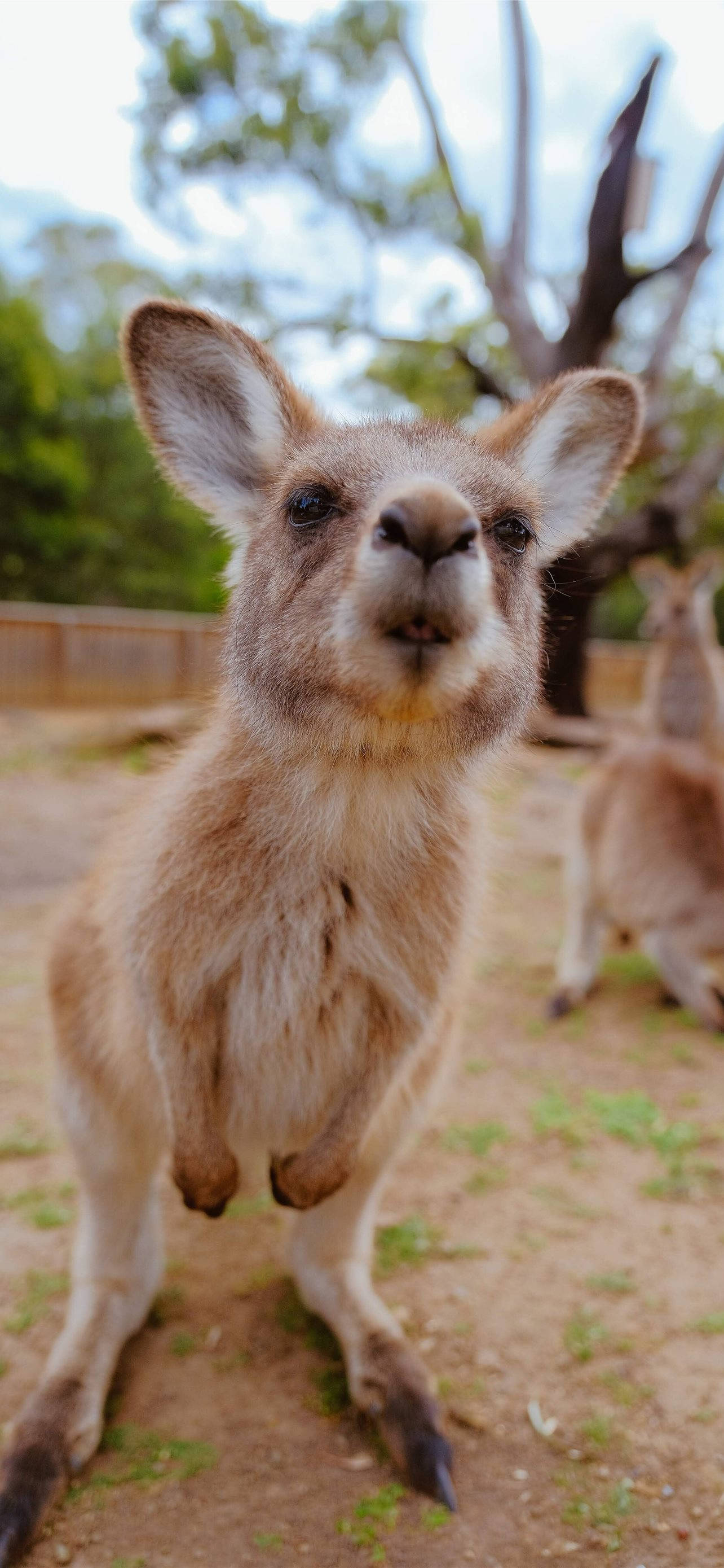 Little Joey Kangaroo Taustakuvat