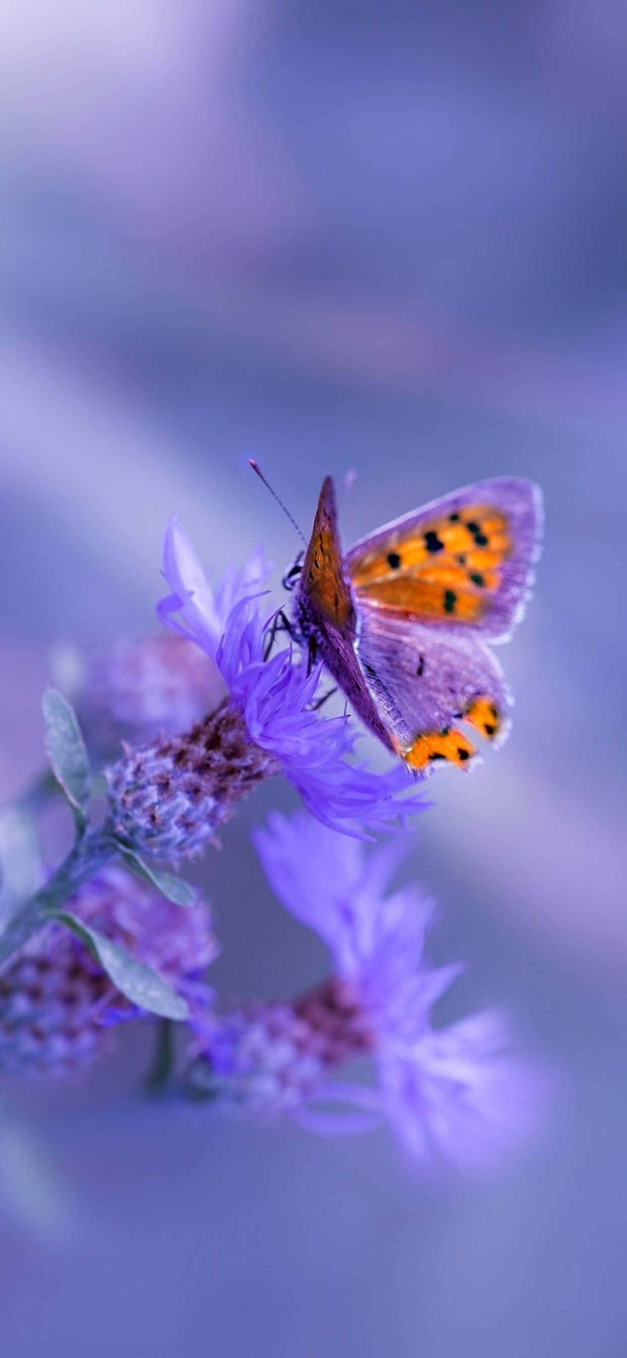 Lukitse ikuisen kauneuden voima Flower iPhonella Taustakuvat