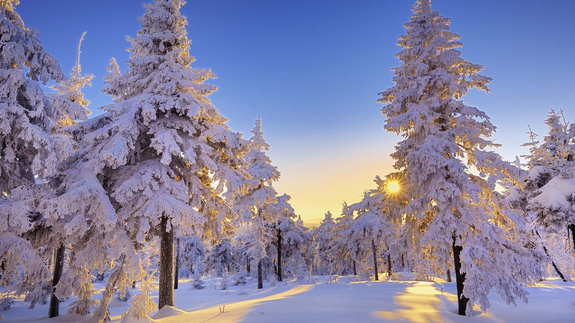 lumen peittämä metsä auringon paistaessa Taustakuvat