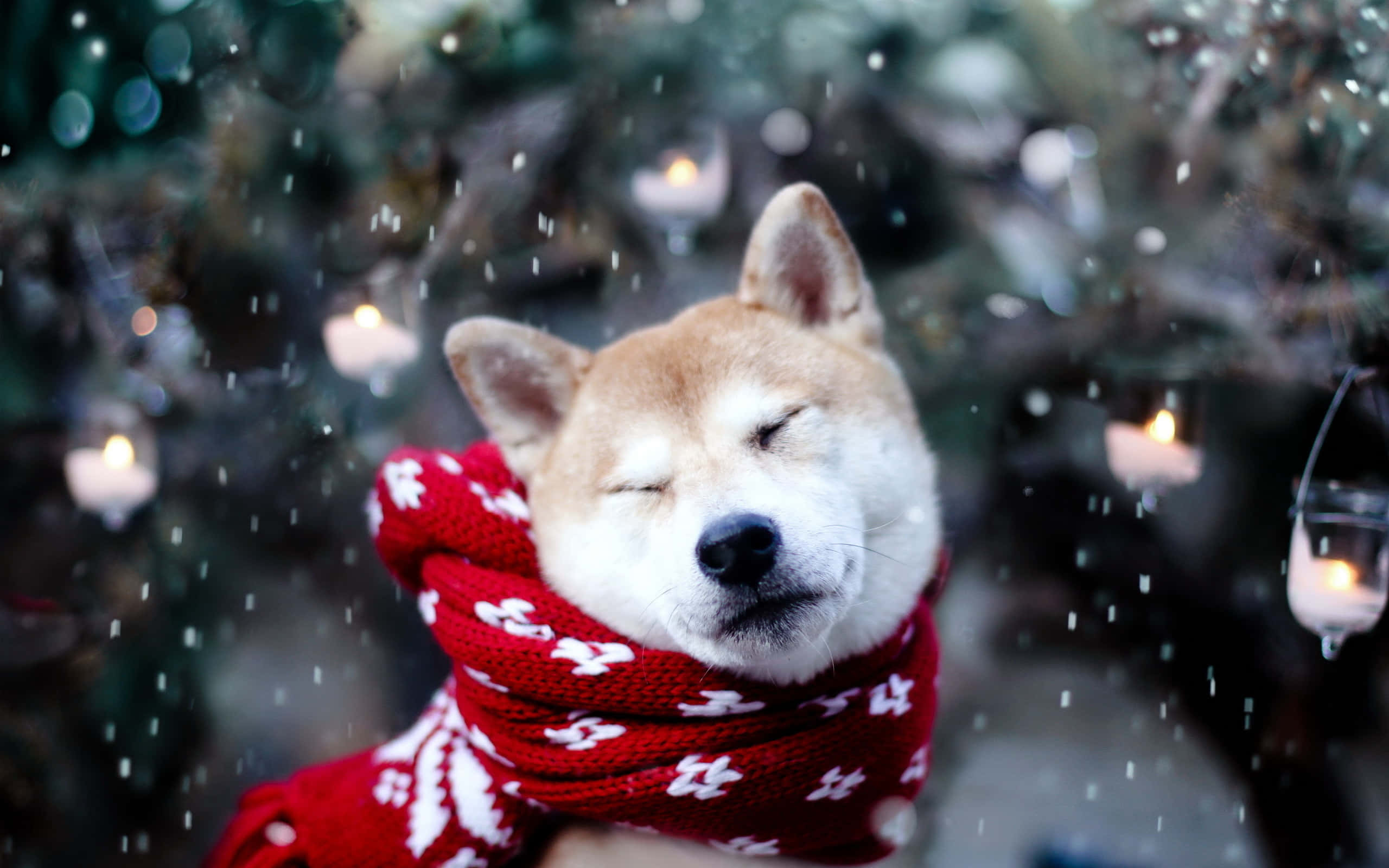 Luminen joulukoira Shiba Taustakuvat