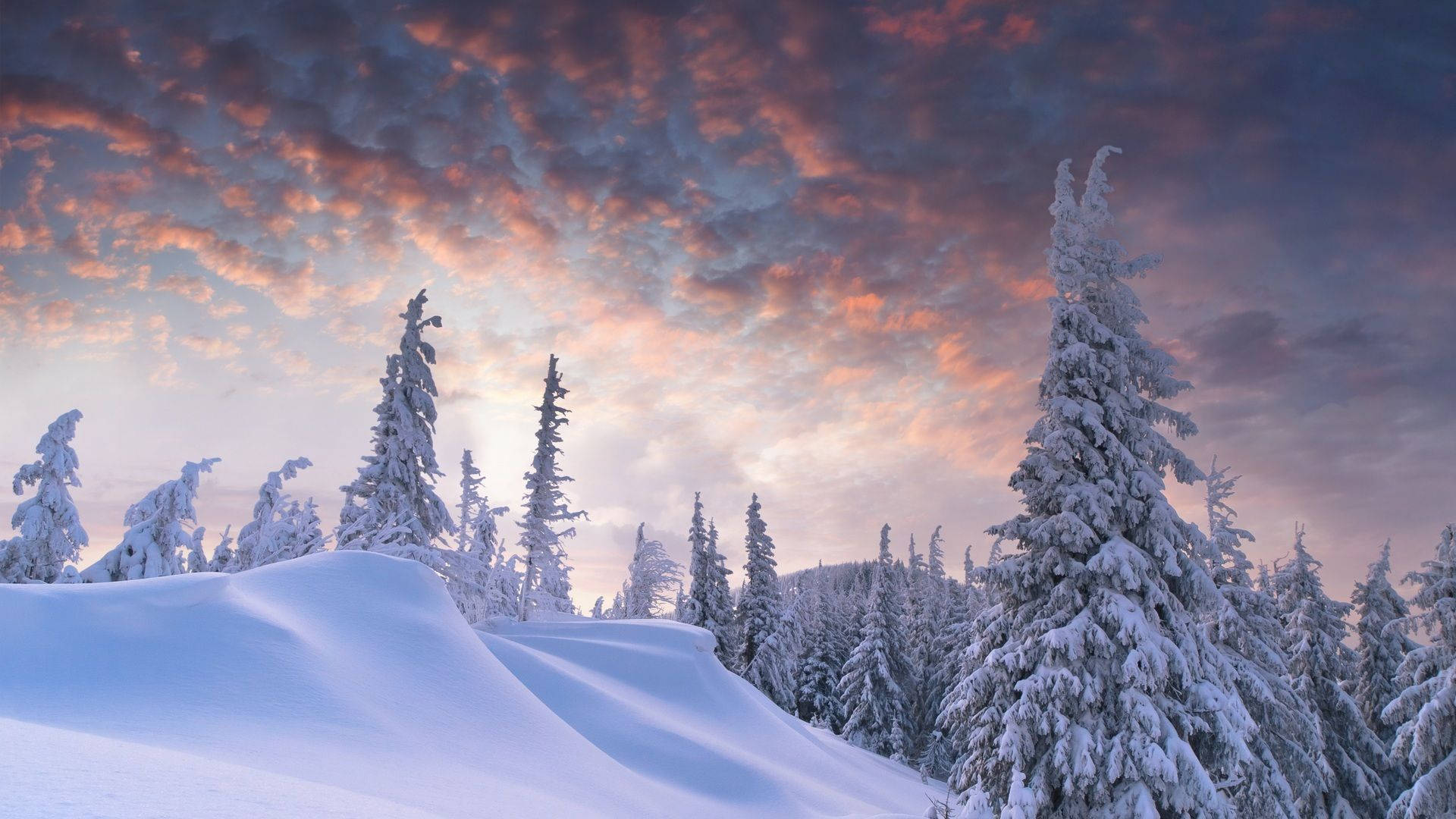 Lumisen metsän estetiikka Taustakuvat