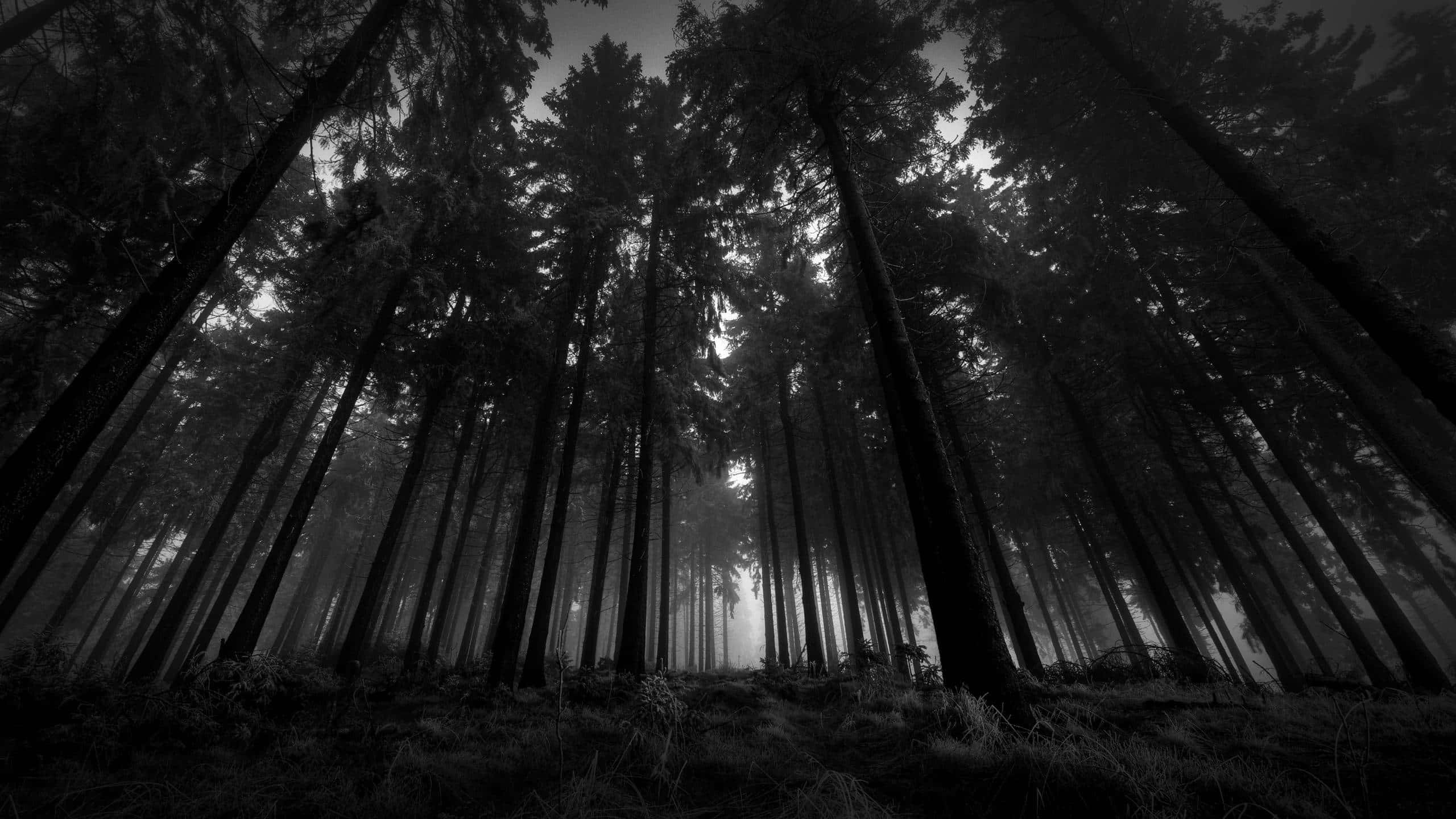Lumottu näkymä Synkästä Metsästä Taustakuvat
