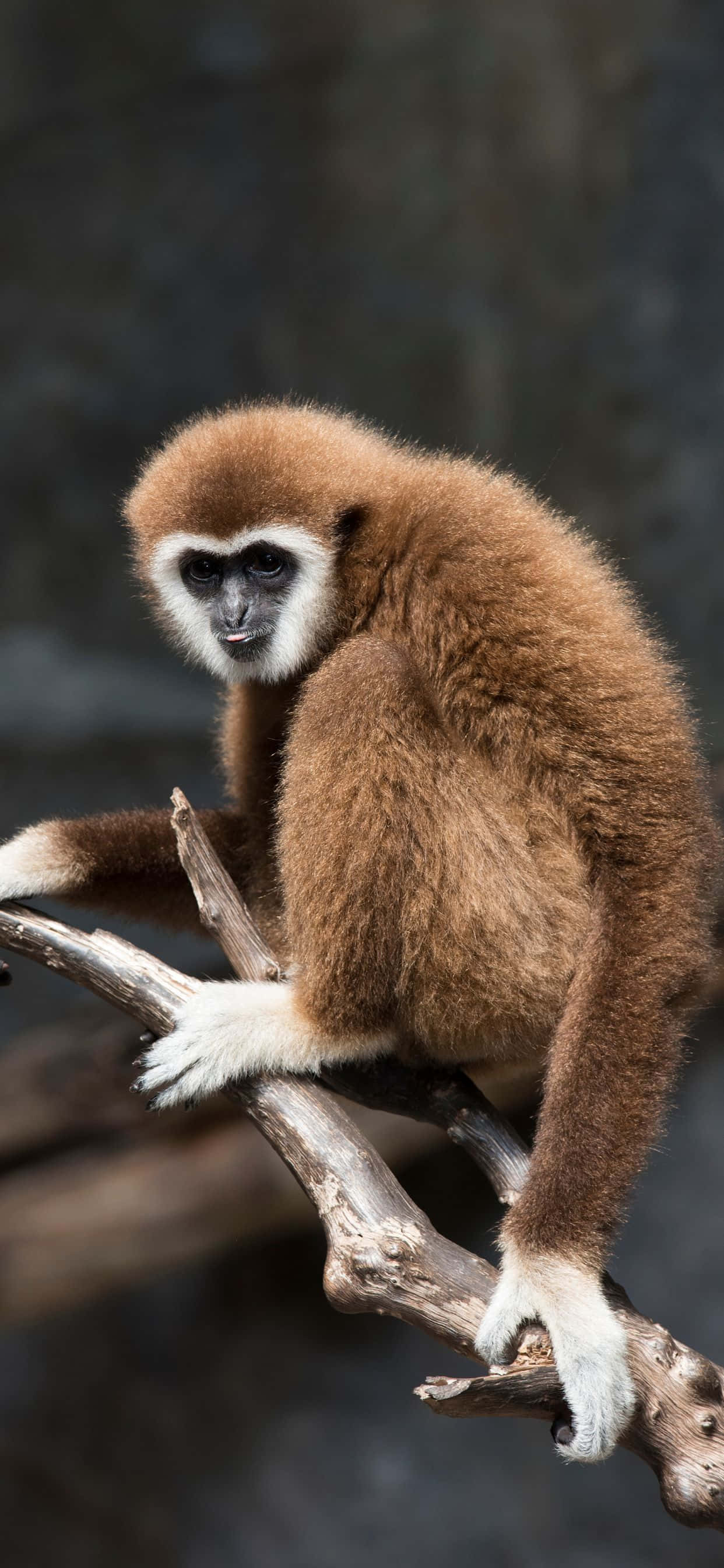 Luonnon kutsu - iPhone Xs Max Gibbon Taustakuvat