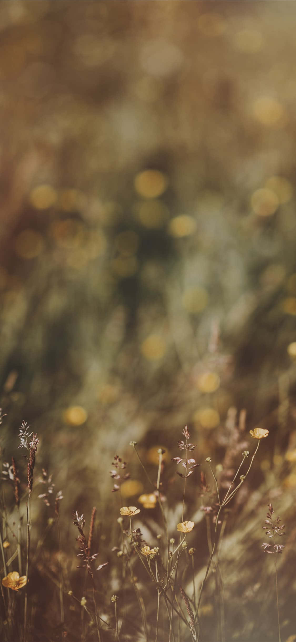 Luonnonkukkien kuva leinikki bokeh Taustakuvat