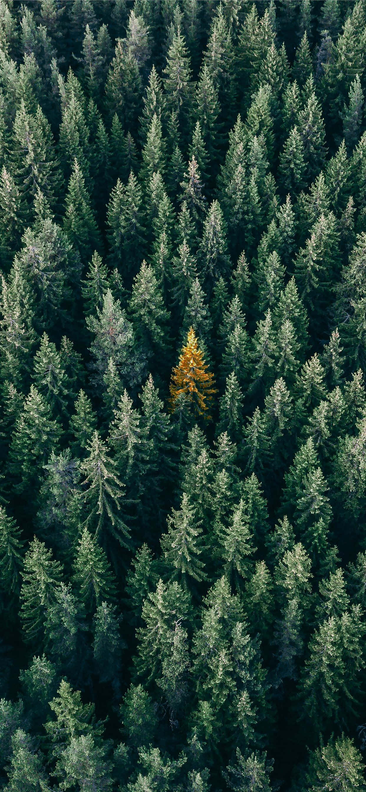 Luonto herää eloon upealla Trees iPhone -taustakuvalla Taustakuvat