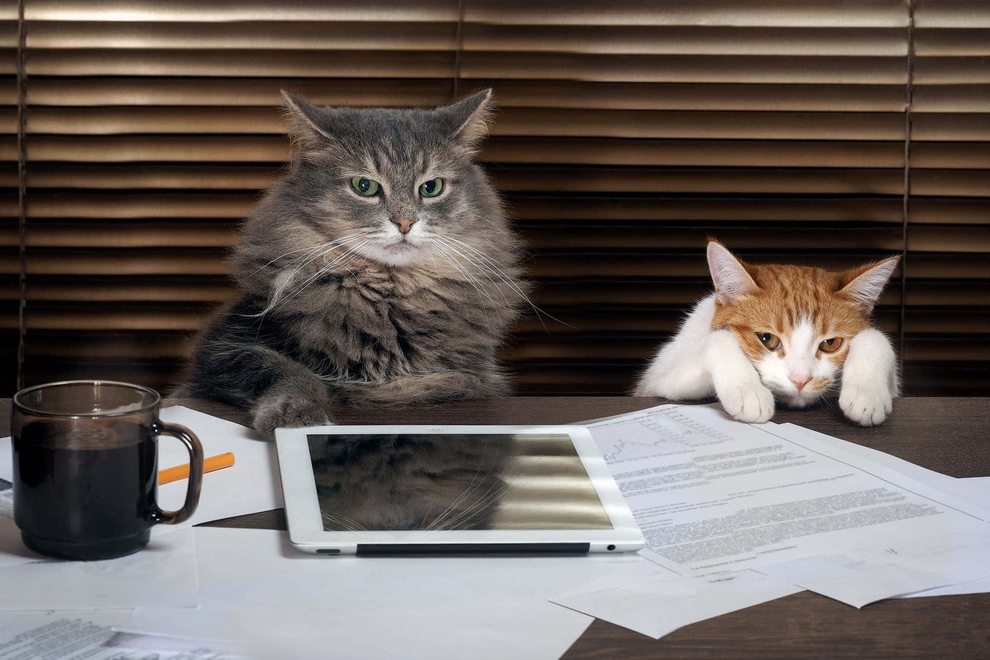 Maailma Grumpy Catin mukaan Taustakuvat