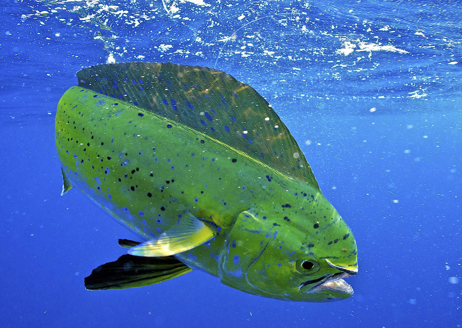 Mahi-Mahi-kalan koskettaessa vedenpintaa Taustakuvat