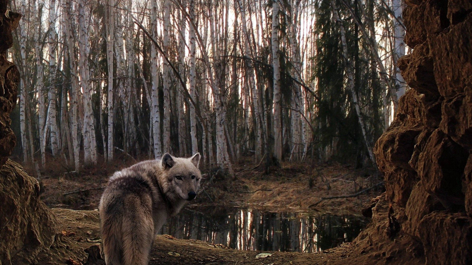 Petosusi seisomassa metsässä, joka on täynnä puita ja seisovaa vettä maassa.