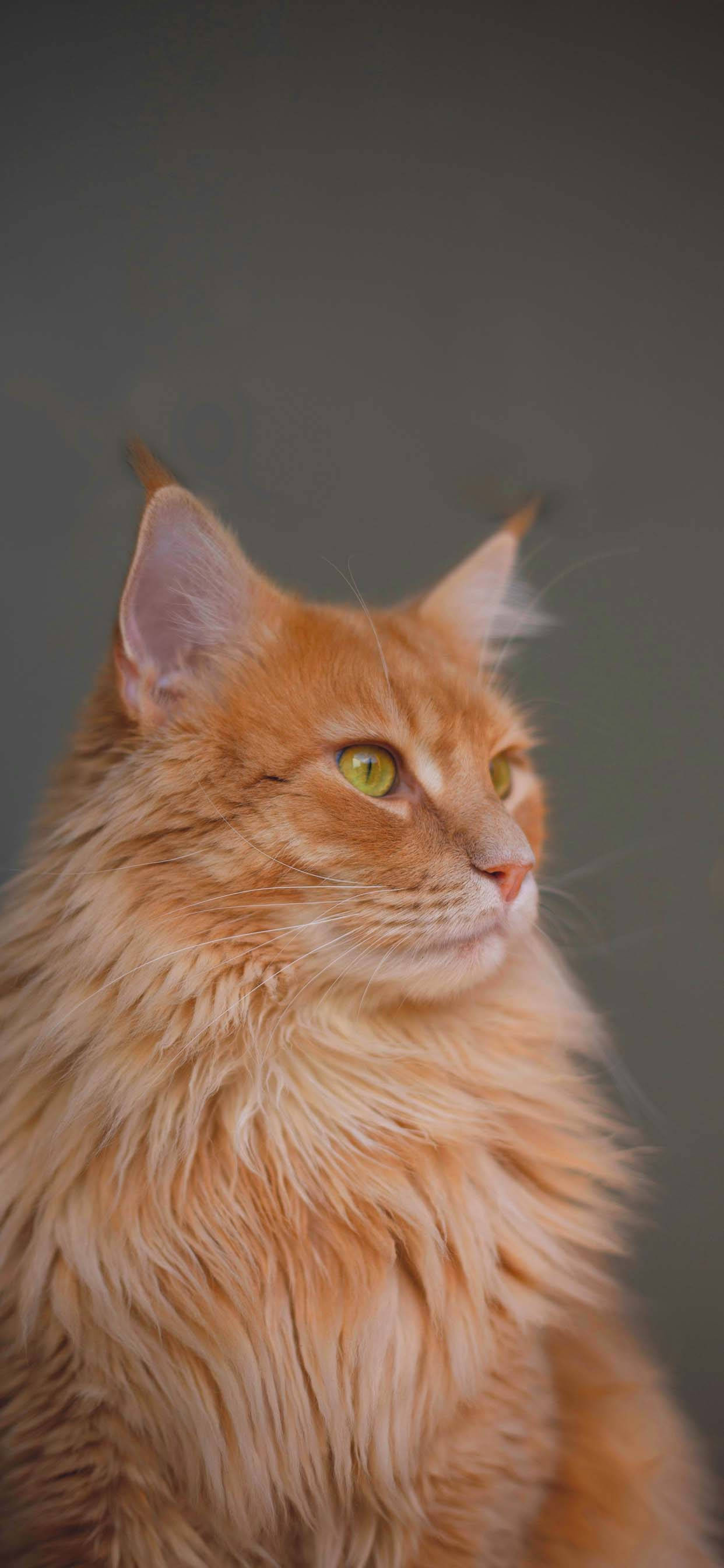 Majestic Cute Cat Love Taustakuvat