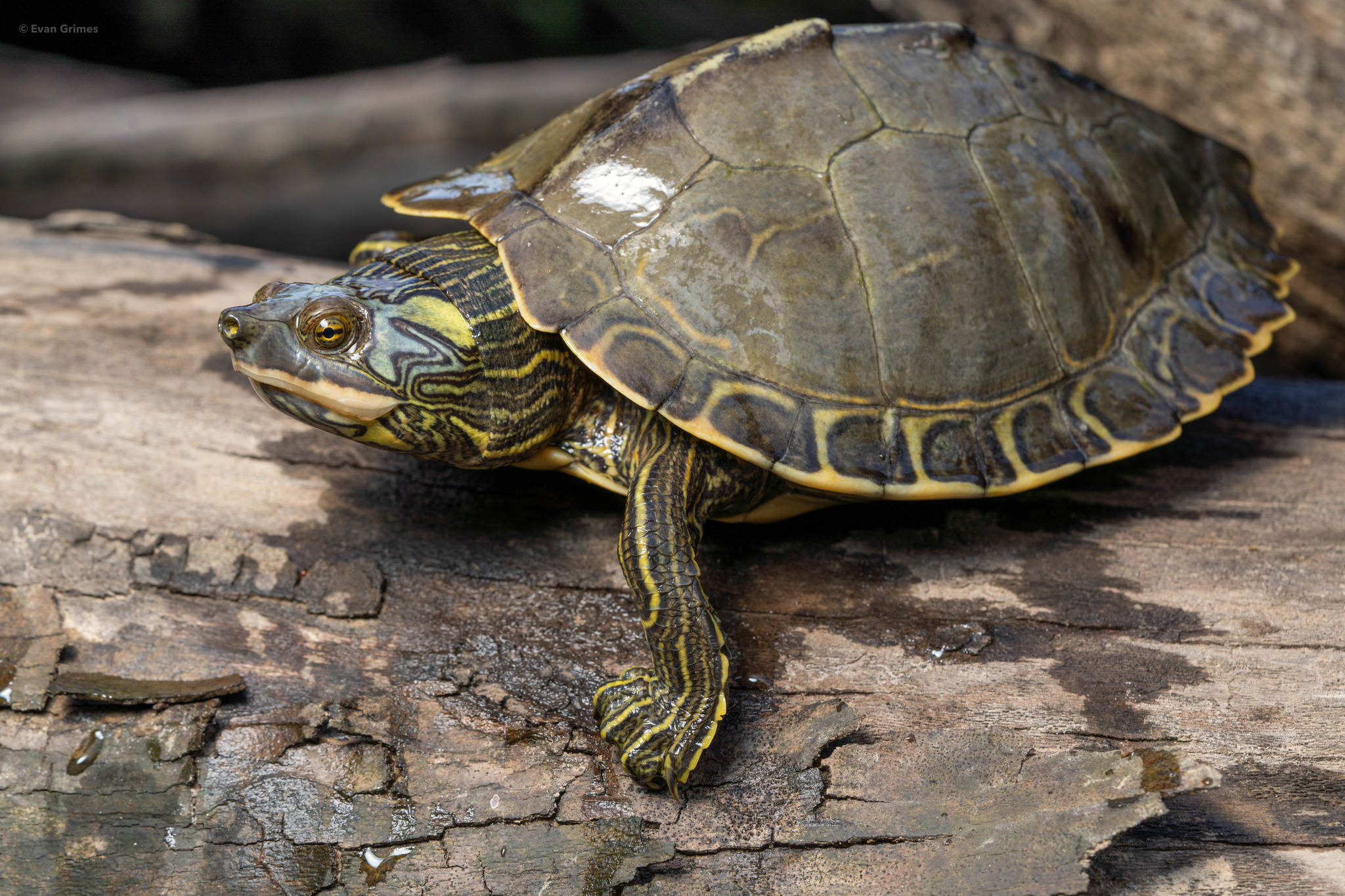 Majestic Pearl River Map Turtle - Kivellä Lekottelija Taustakuvat