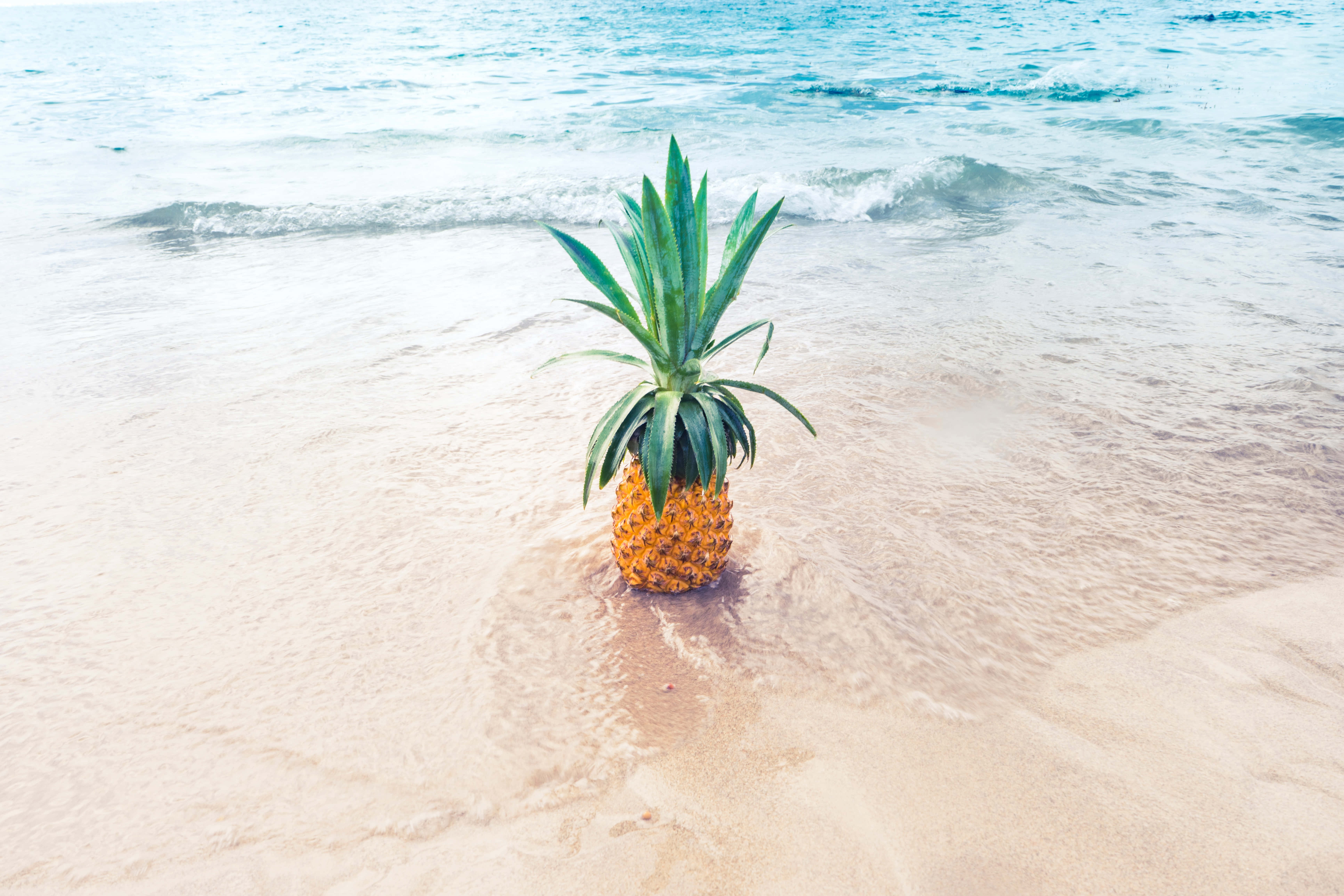 Makea ja kirpeä ananas vehreän lehdistön keskellä. Taustakuvat