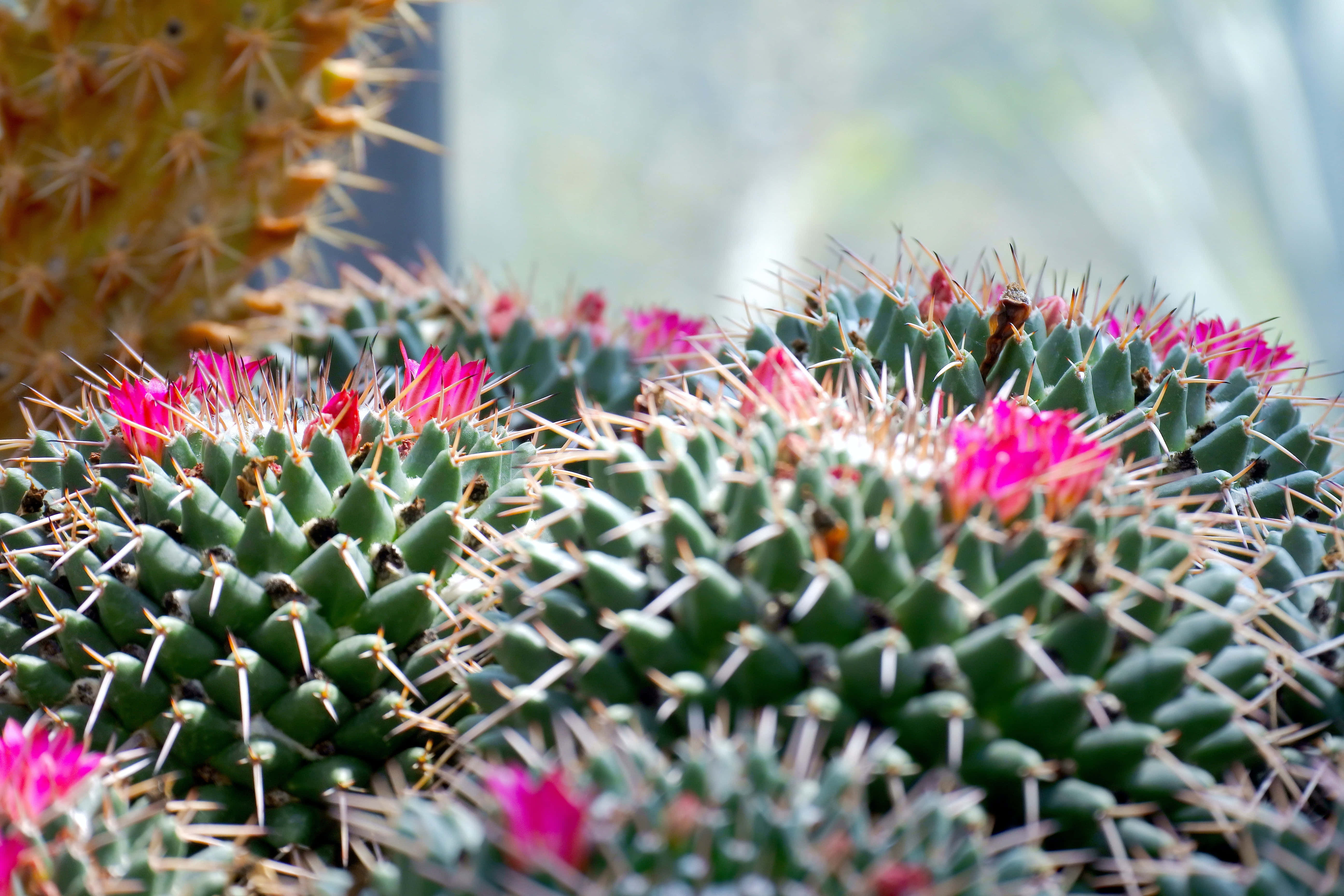 Mammillaria Polythelen kaktuskukka Taustakuvat