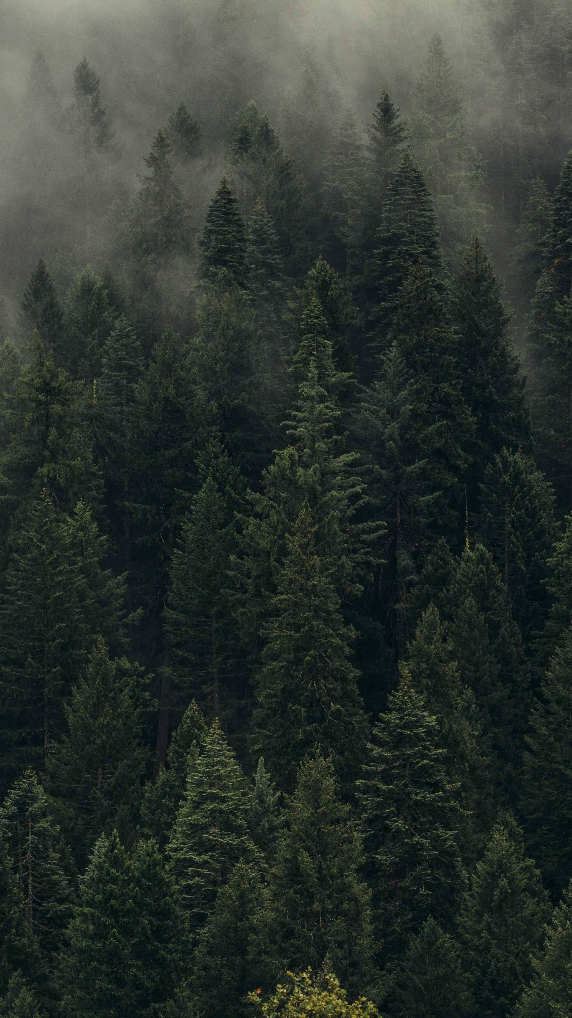 Mäntymetsän näkymä Taustakuvat