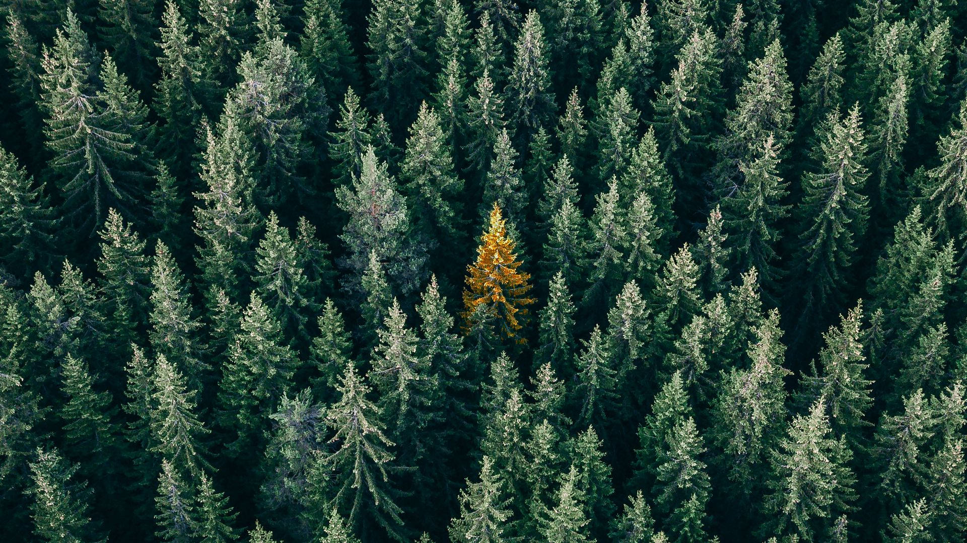 Mäntymetsän näkymä Taustakuvat