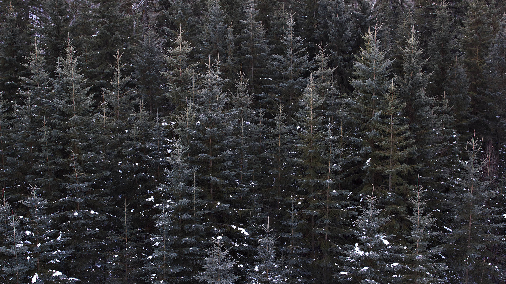 Mäntymetsänäkymä Taustakuvat