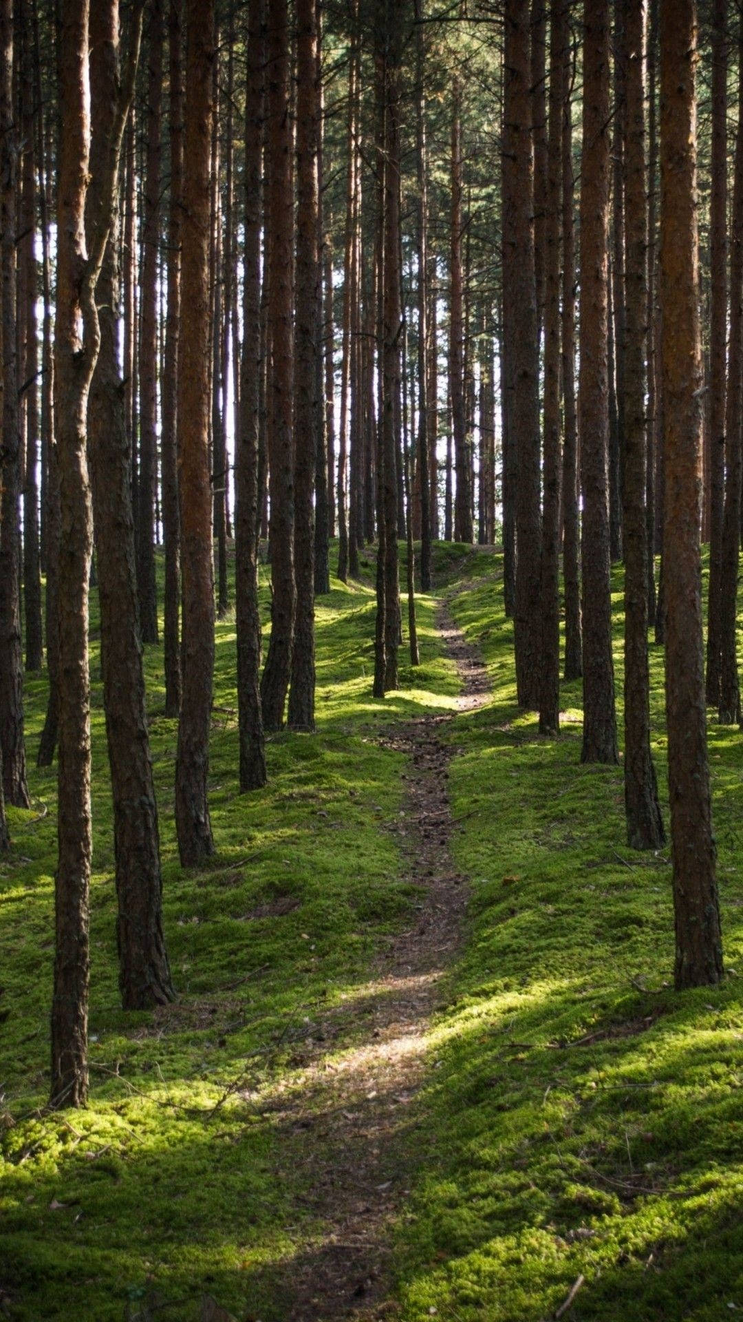 Massiivinen mäntymetsä iPhone Taustakuvat