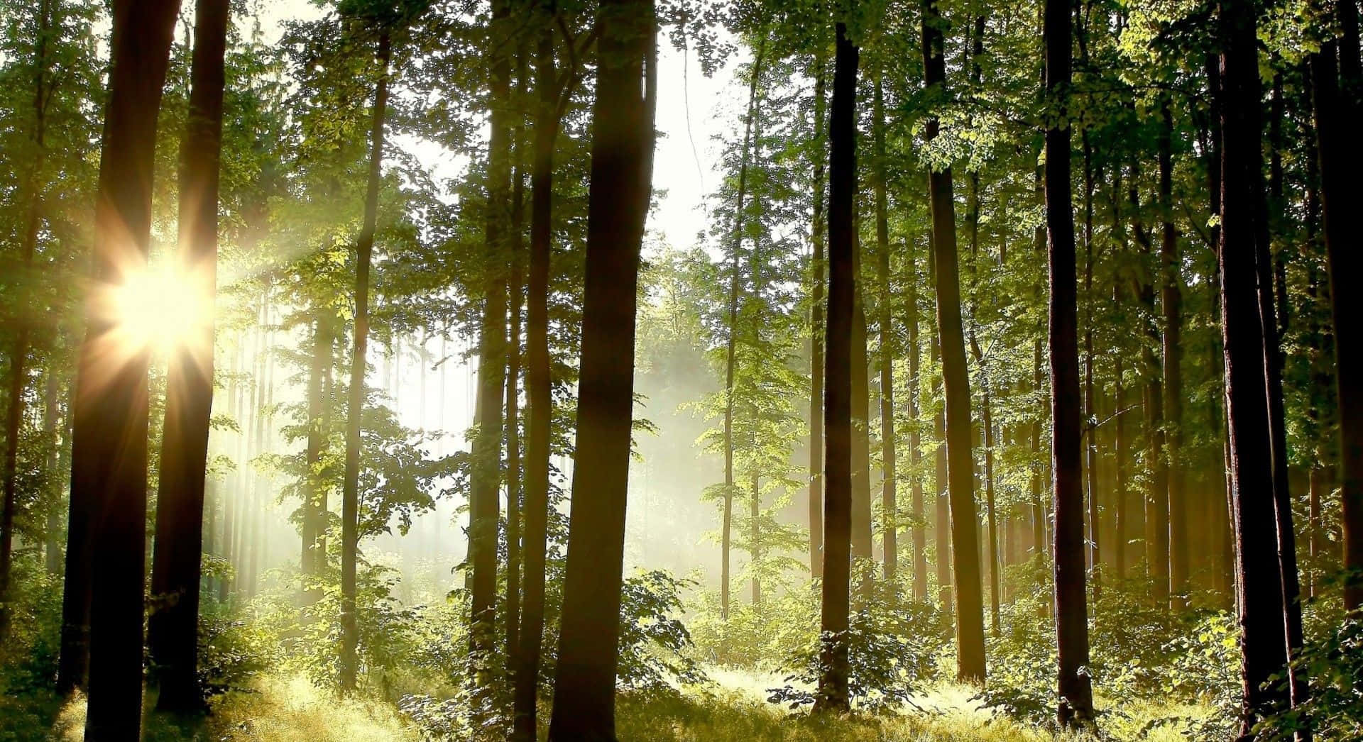 metsä, jossa auringonvalo paistaa puiden läpi Taustakuvat
