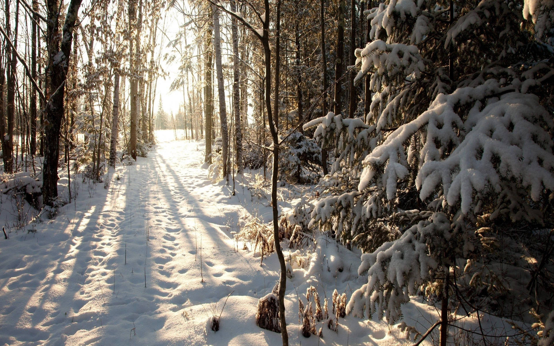 Metsä talvella taustakuva