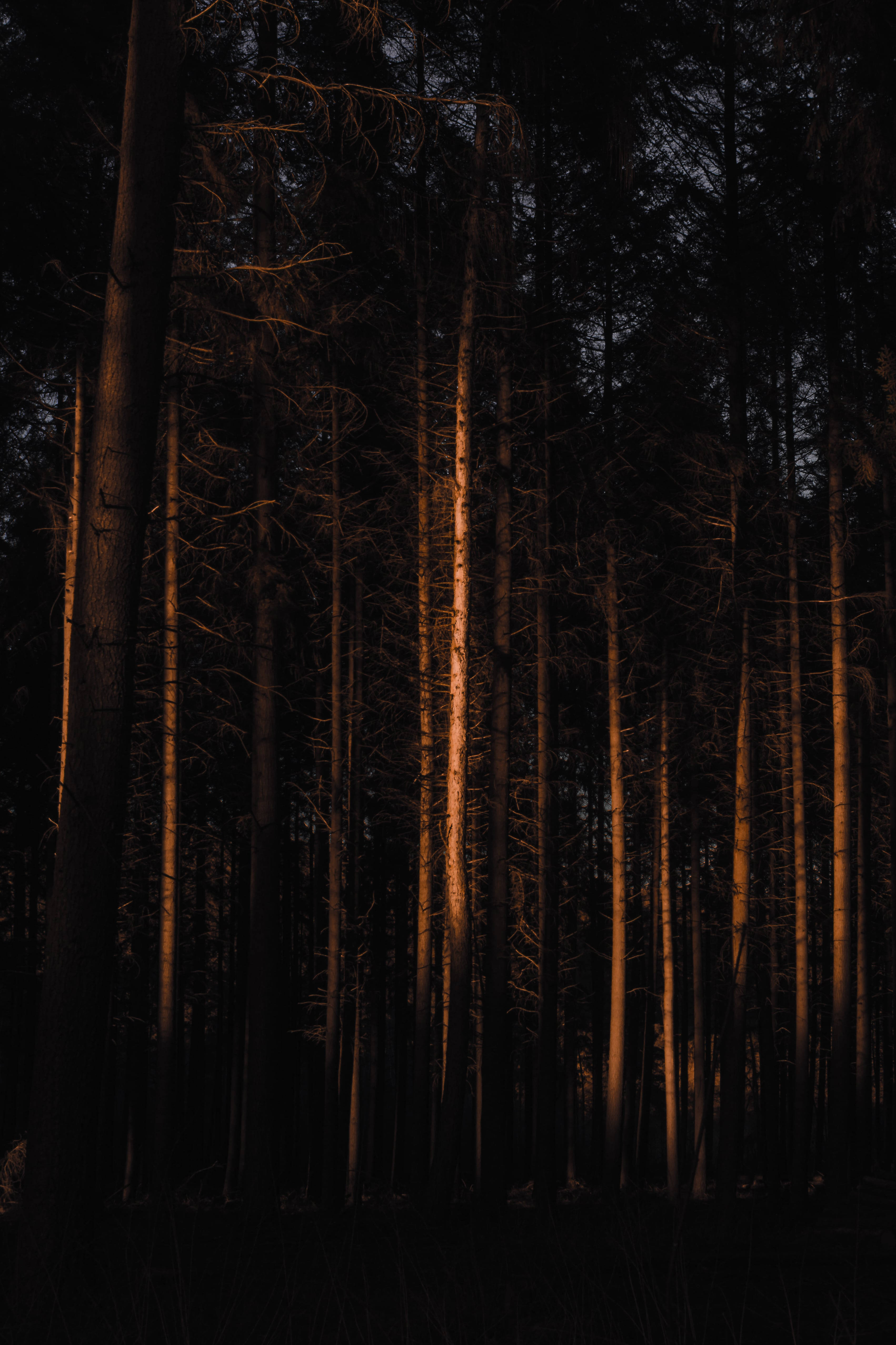 Metsän hämärä Taustakuvat