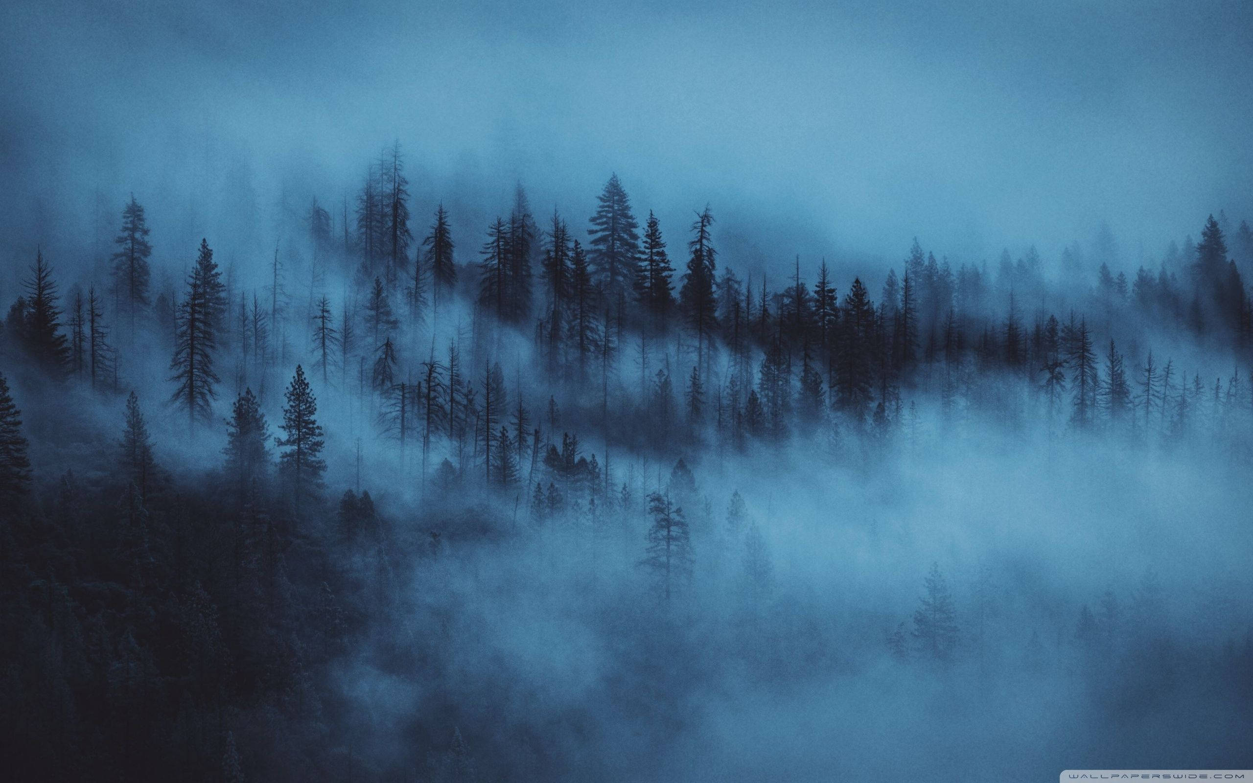 Metsän taustasumu yöllä Taustakuvat