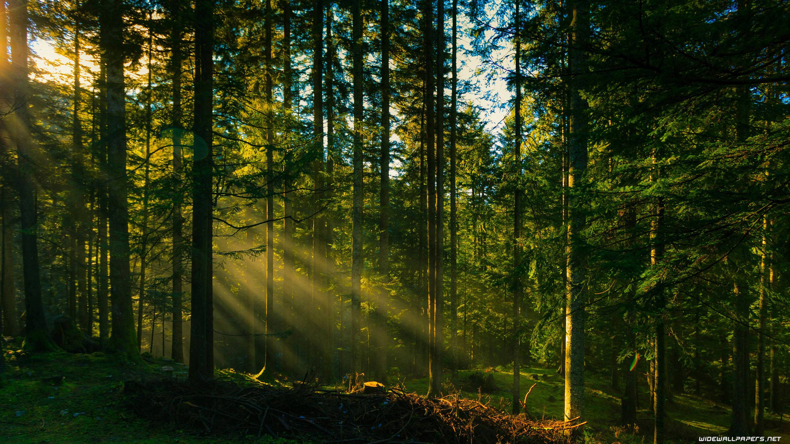 Metsän valonsäteet Taustakuvat