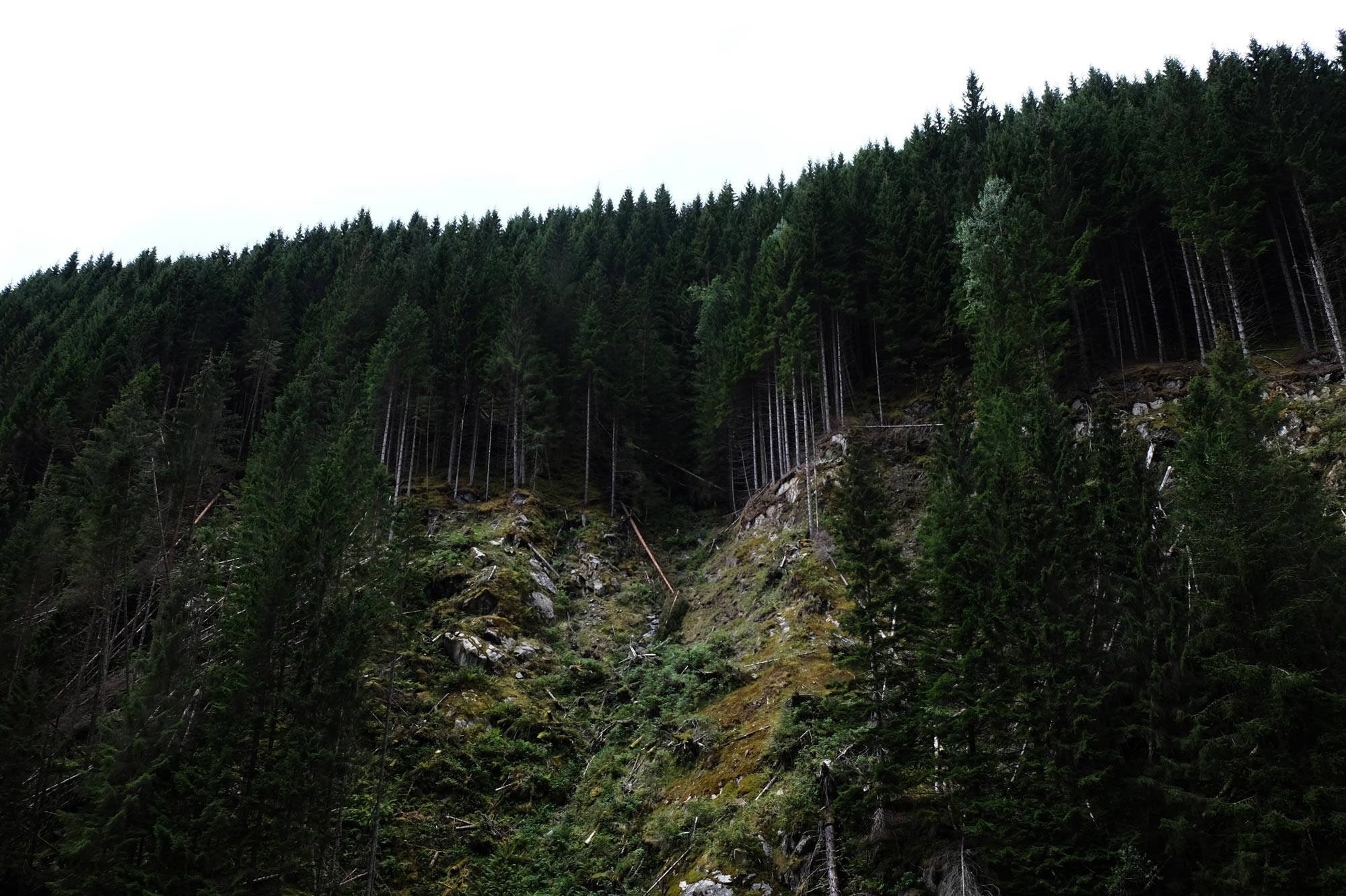 Metsän vuorenreuna Taustakuvat