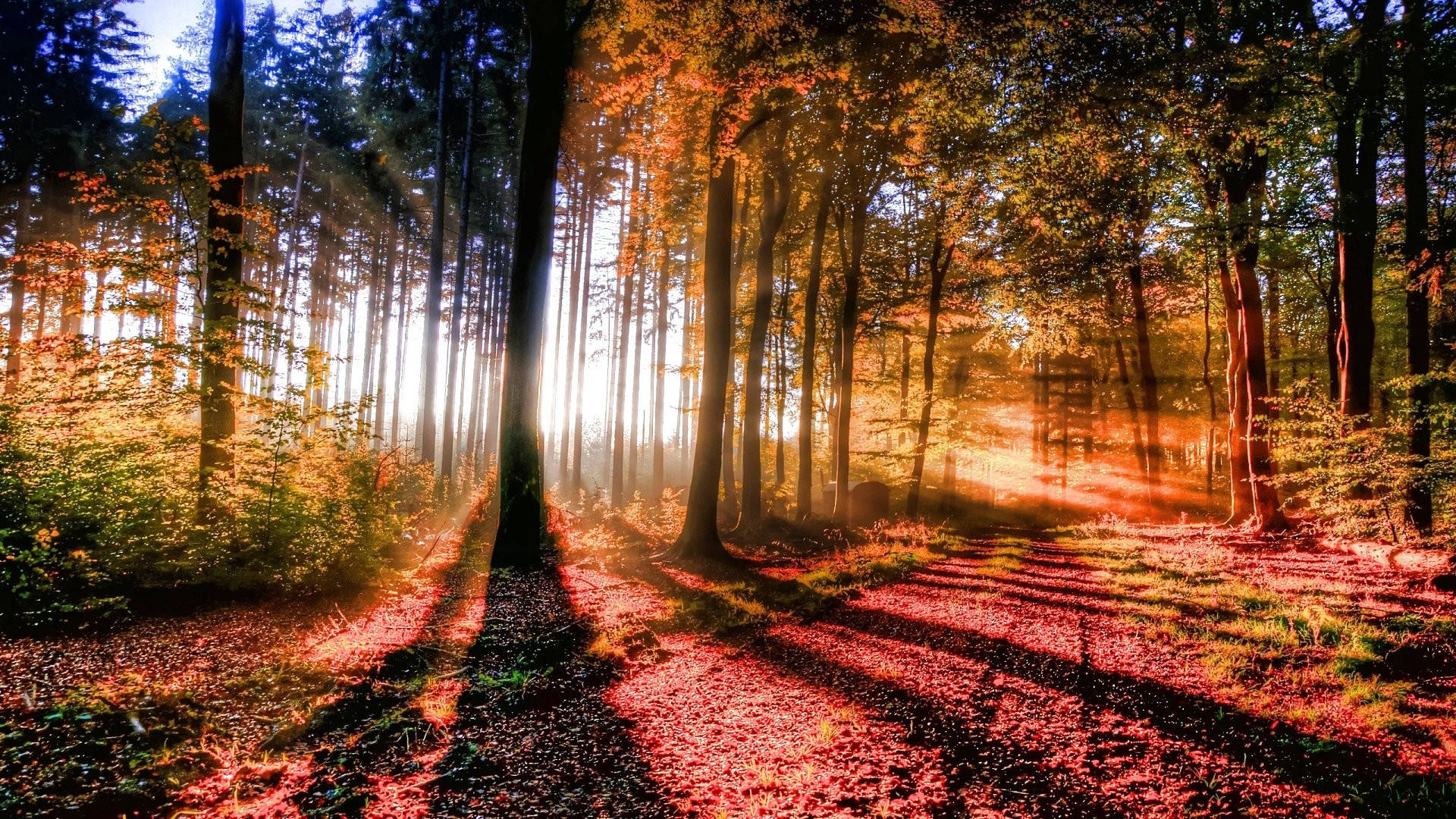 Metsänäkymä loistavan auringonvalon kera Taustakuvat