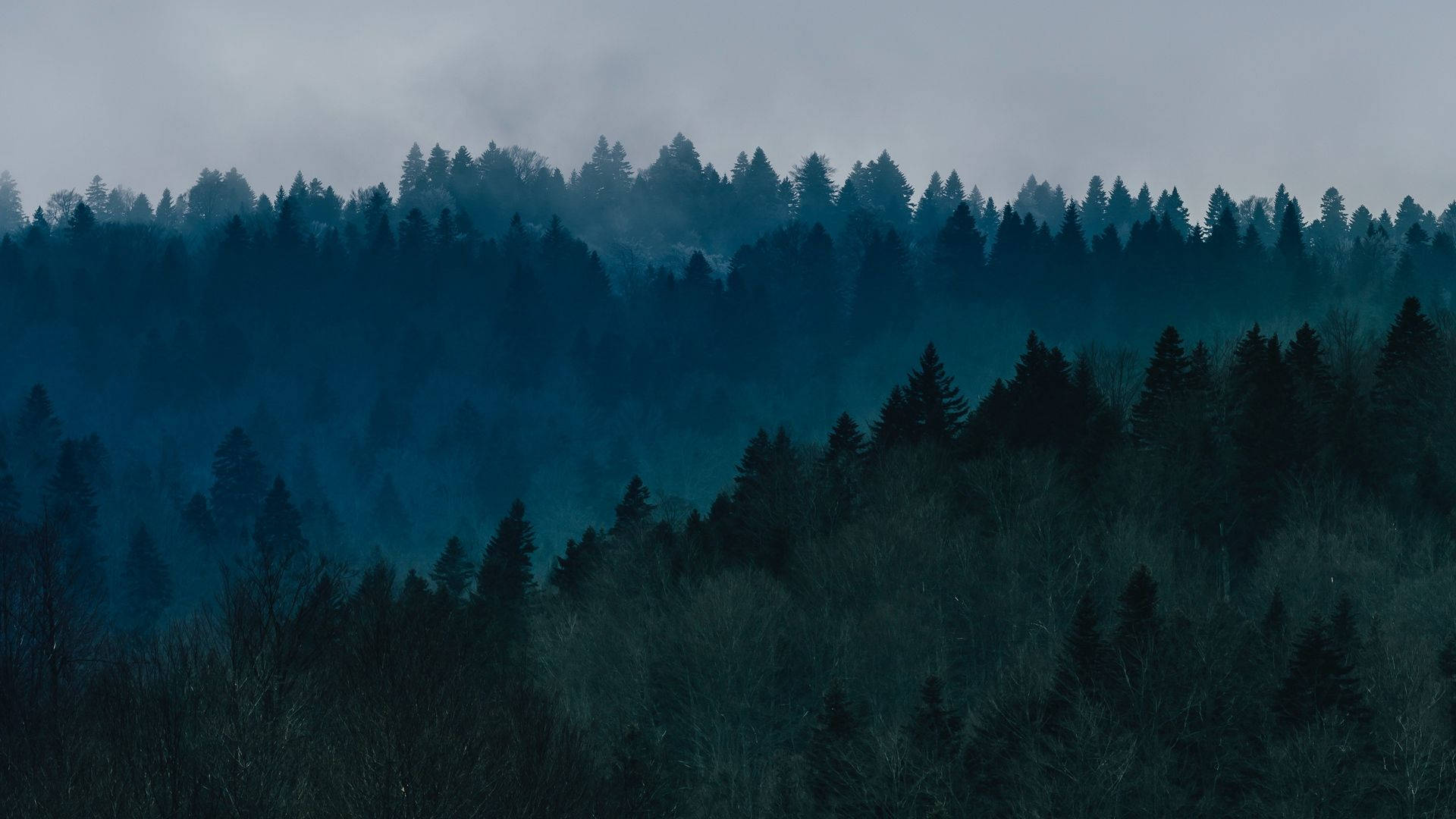 Metsänäkymä sumussa Taustakuvat