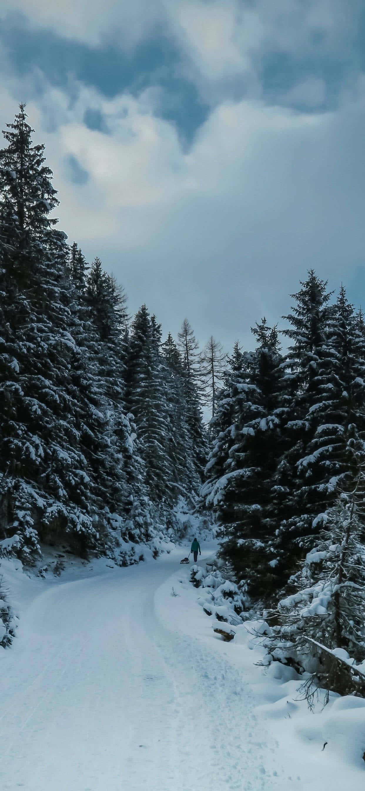 Metsänäkymän mahtava kauneus Taustakuvat
