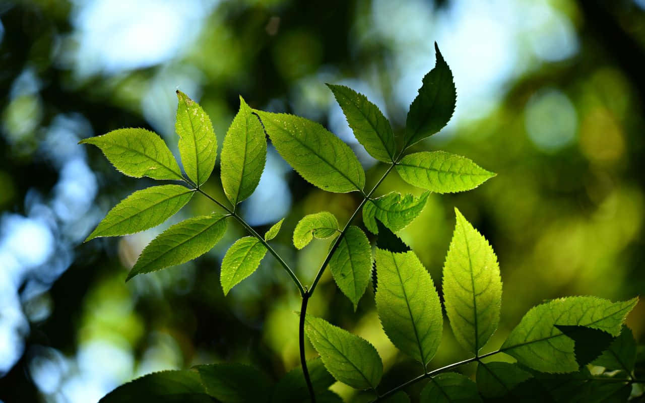 Mies makaamassa rannalla nauttimassa kauniista auringonlaskusta Taustakuvat