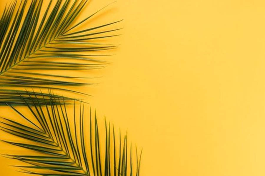 Minimalistinen esteettinen palmunlehti Taustakuvat