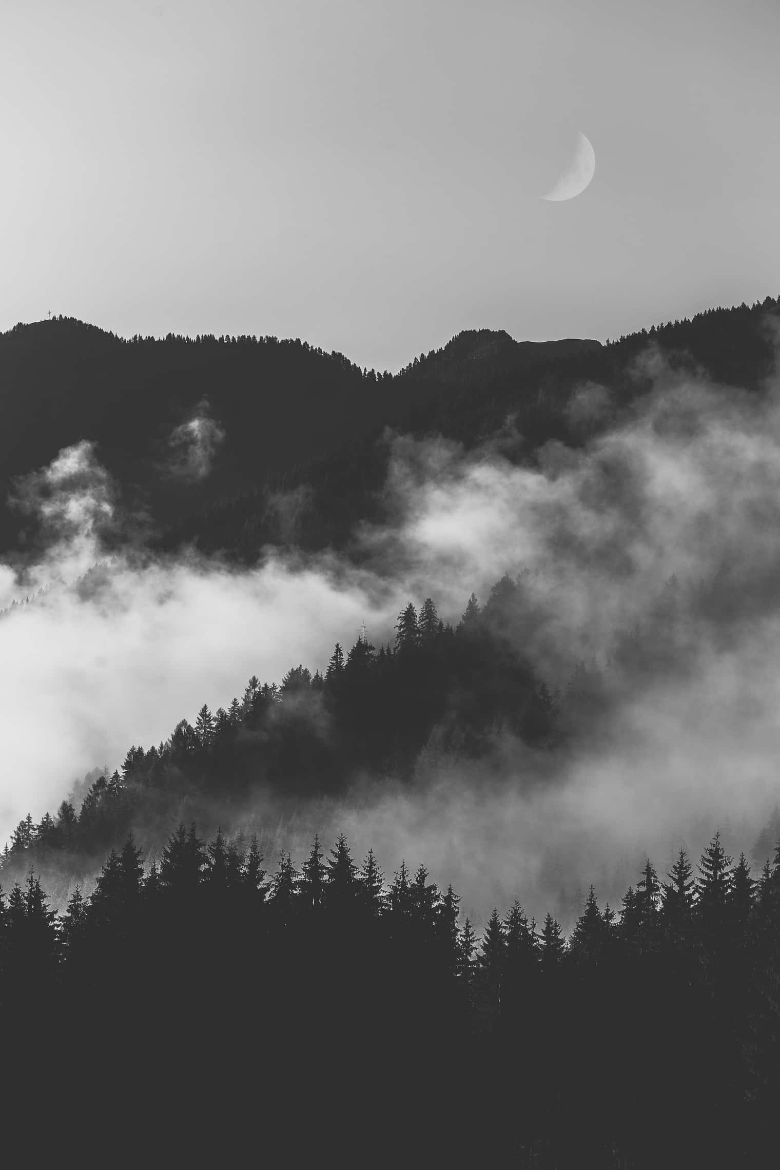 Monokromaattinen synkkä ja sumuinen metsä Taustakuvat