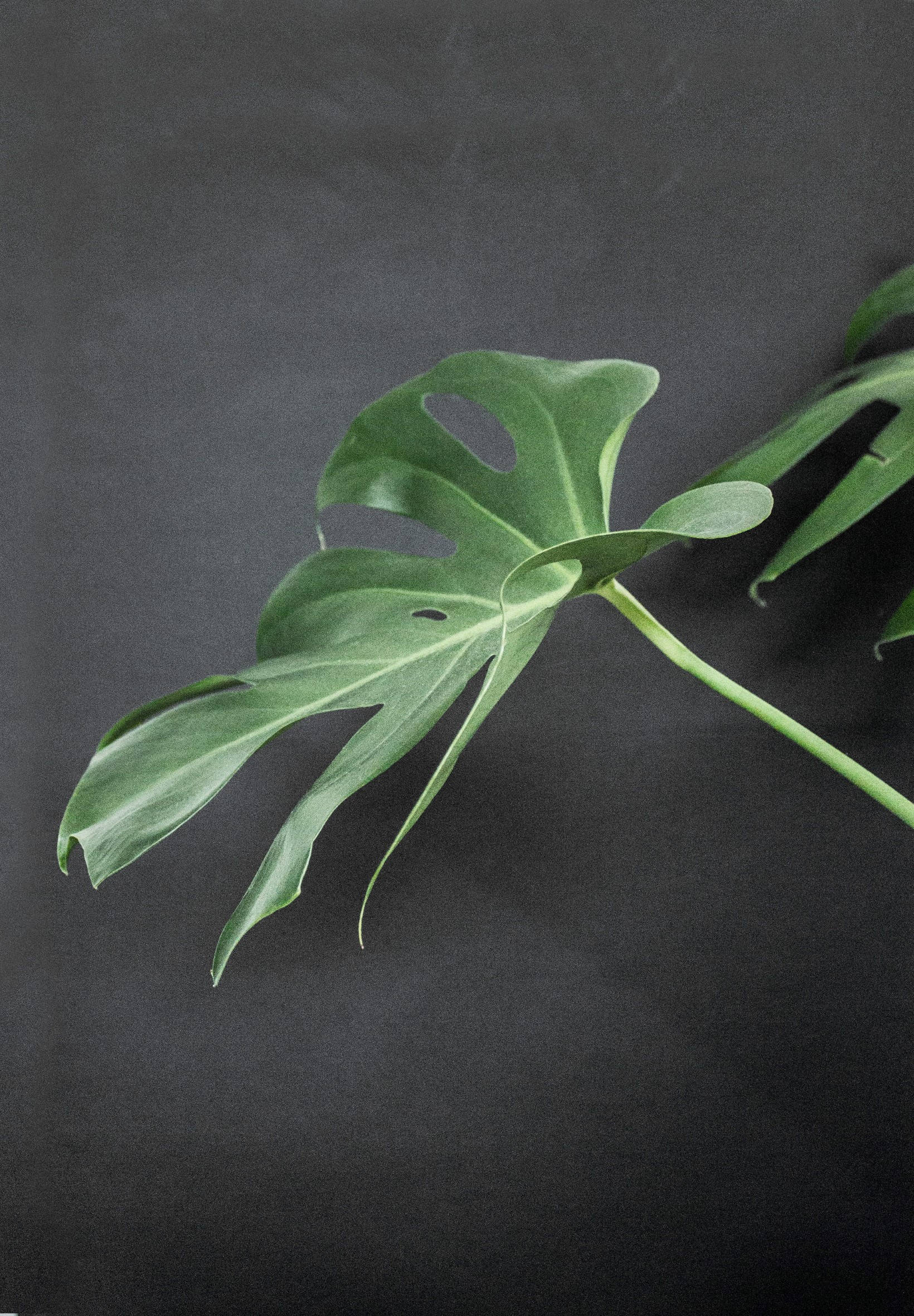 Monstera Mustalla Pinnalla Taustakuvat