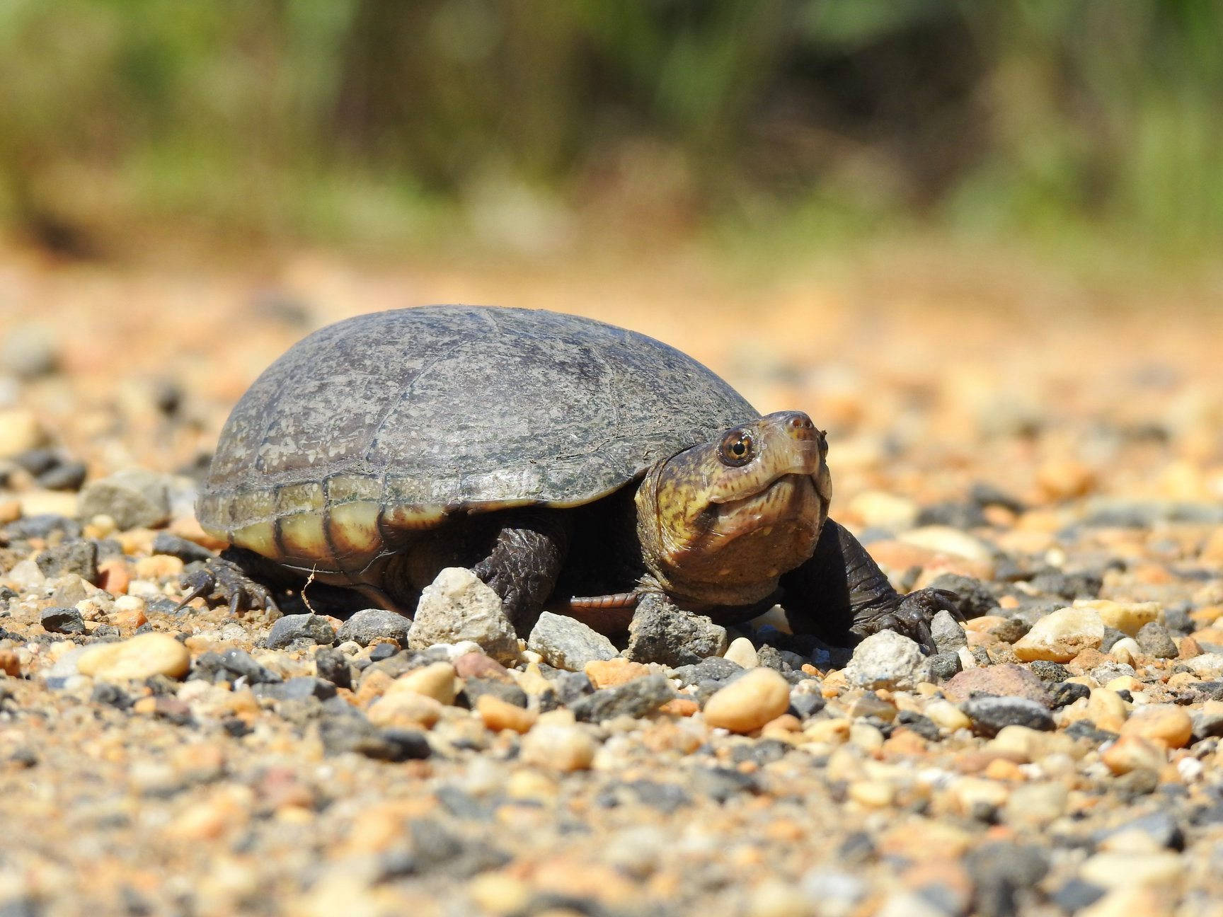 Mud Turtle Kylmäverinen Eläin Taustakuvat