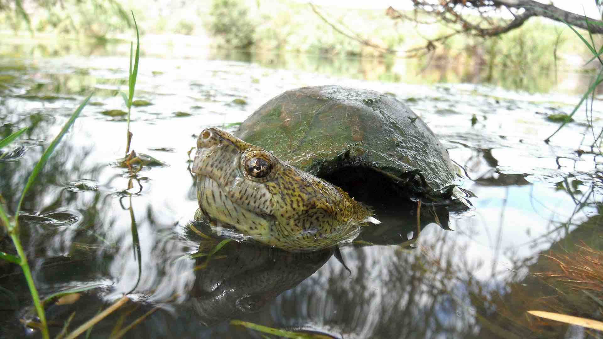 Mudakilpikonna uimassa joessa Taustakuvat